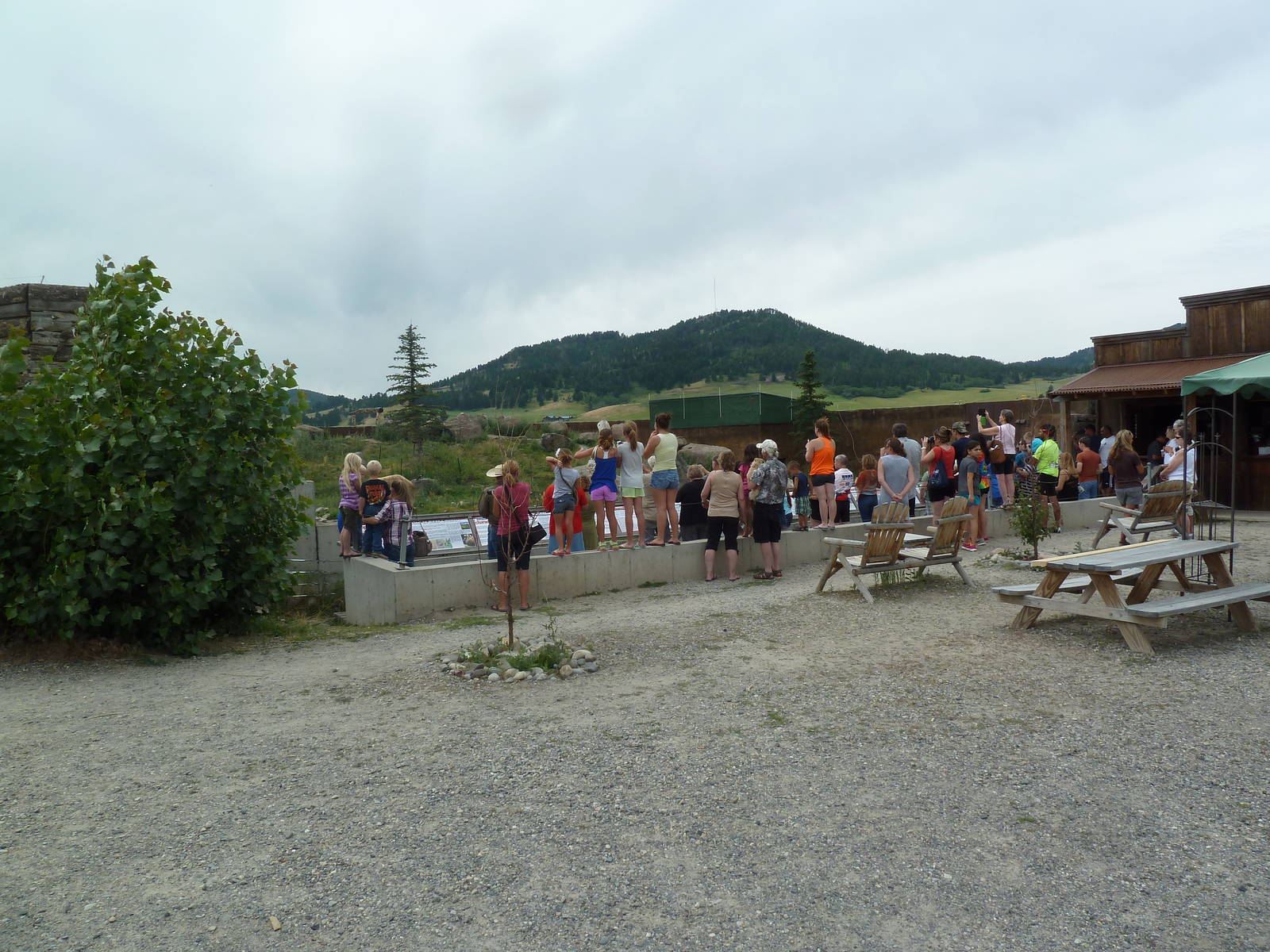 Grizzly Bear Exhibit + Crowd