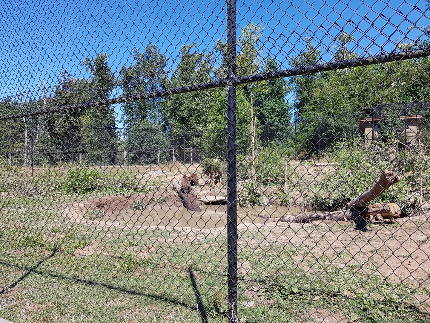 Grizzly Bear Exhibit (Cubs)