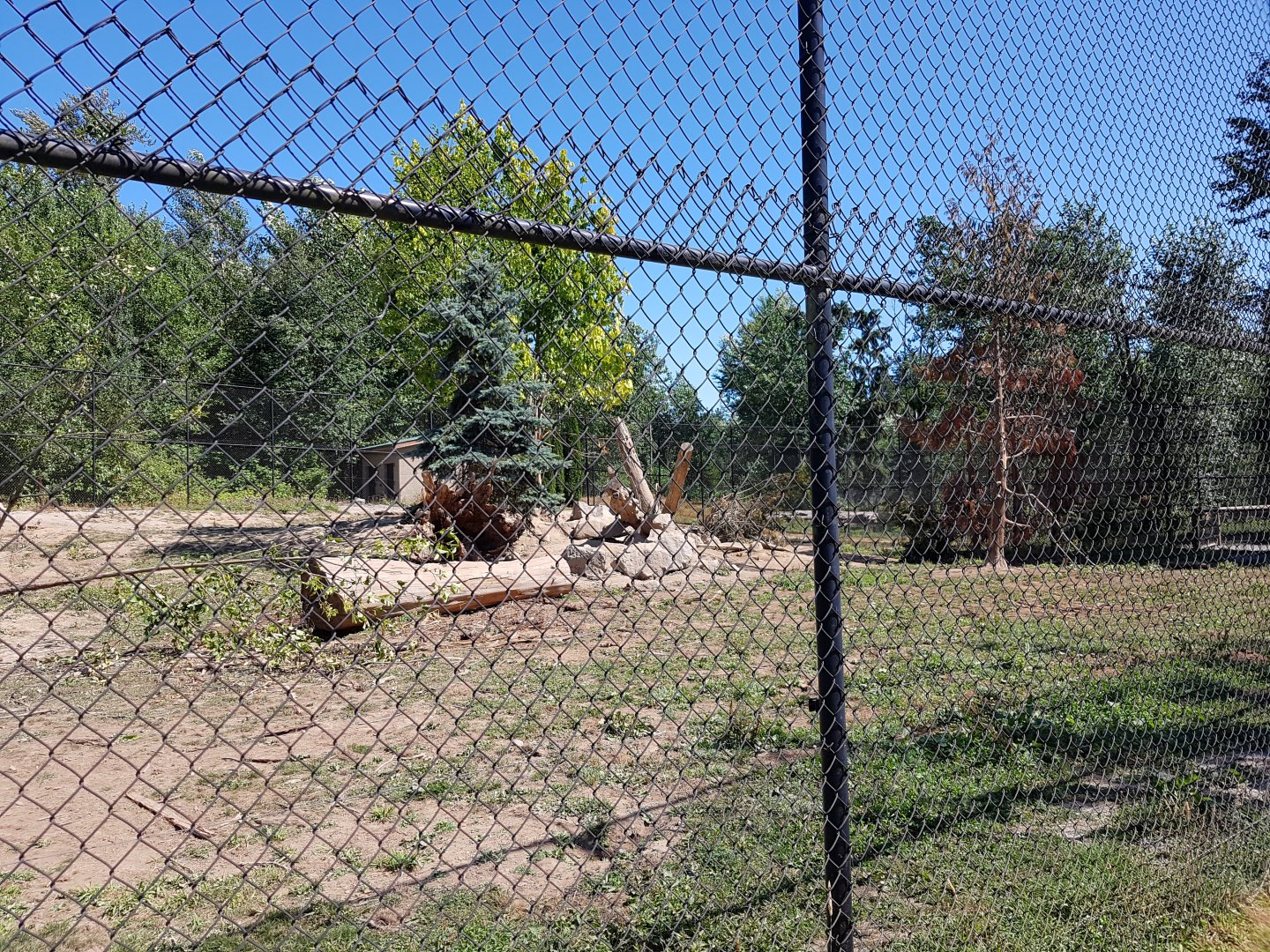 Grizzly Bear Exhibit (Cubs)