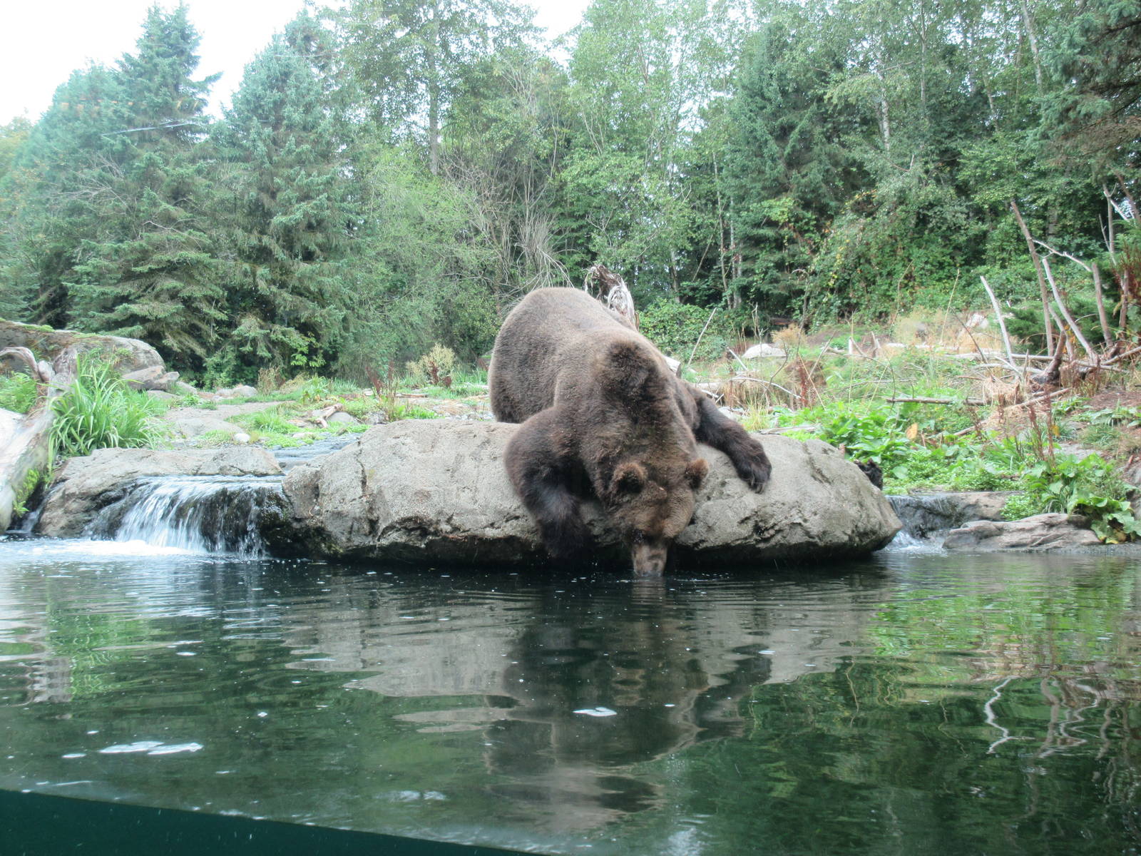 Grizzly Bear Exhibit - drinking bear