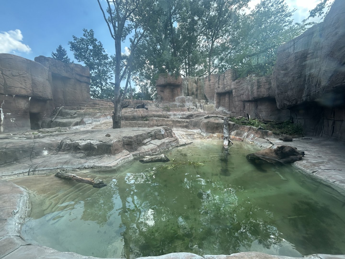 Grizzly Bear Exhibit - Forests