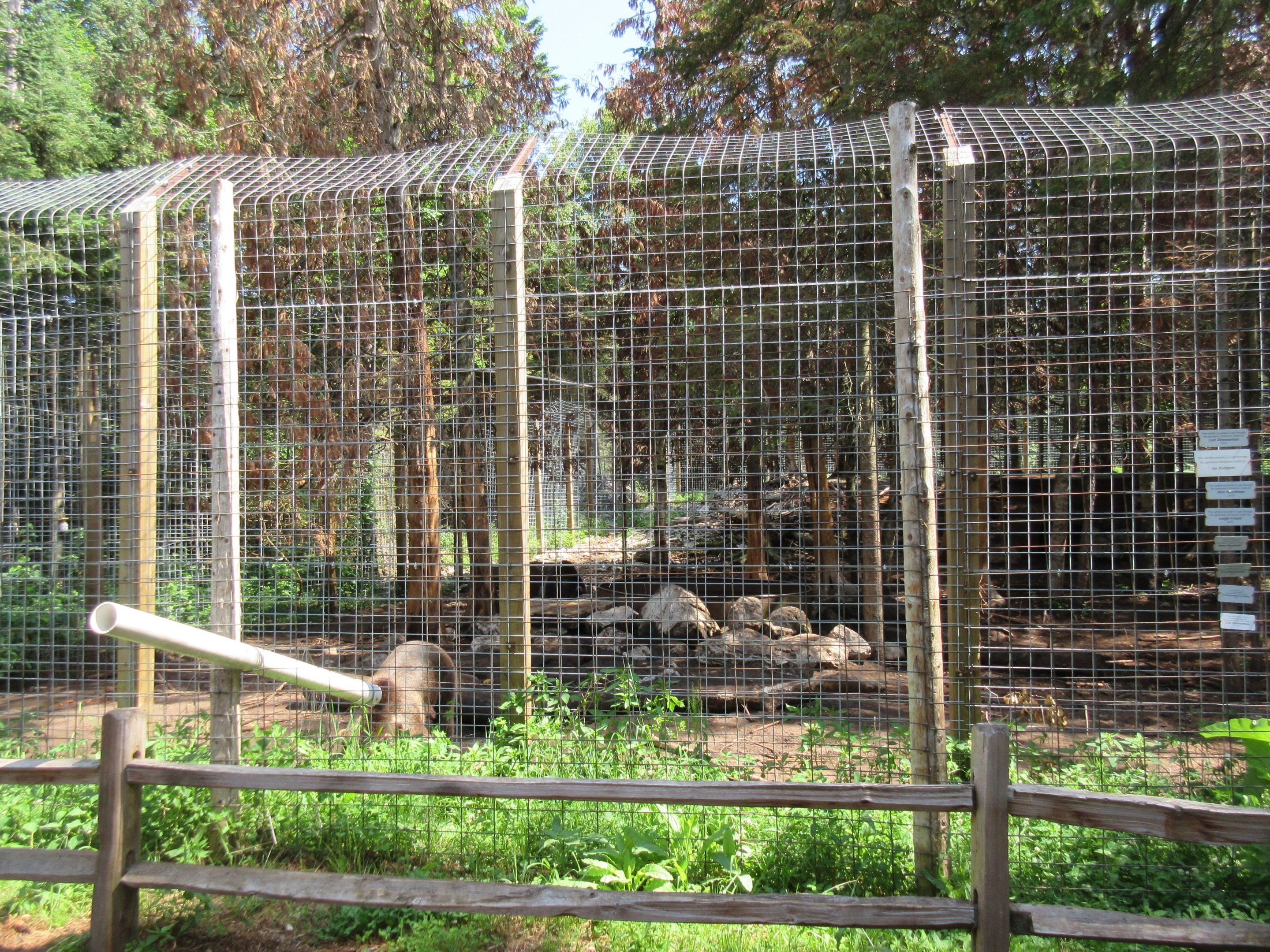 Grizzly Bear Exhibit (labeled as Syrian Bear)