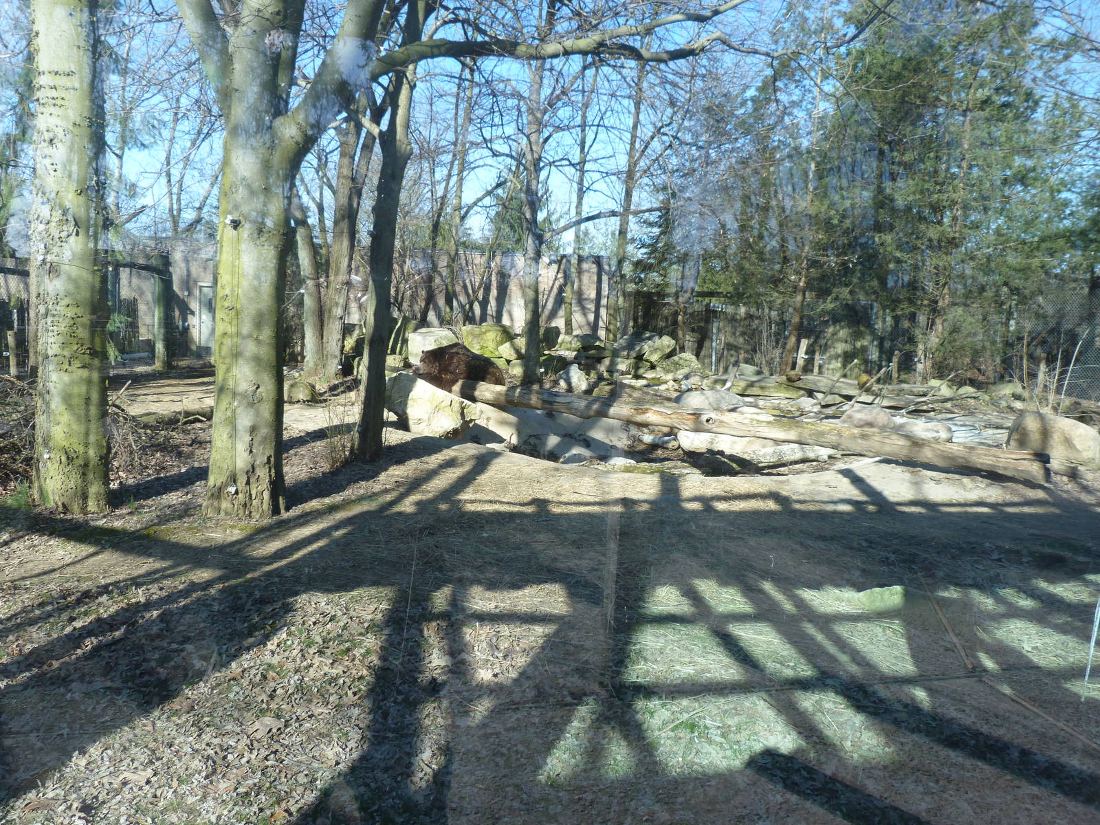 Grizzly Bear Exhibit - North America