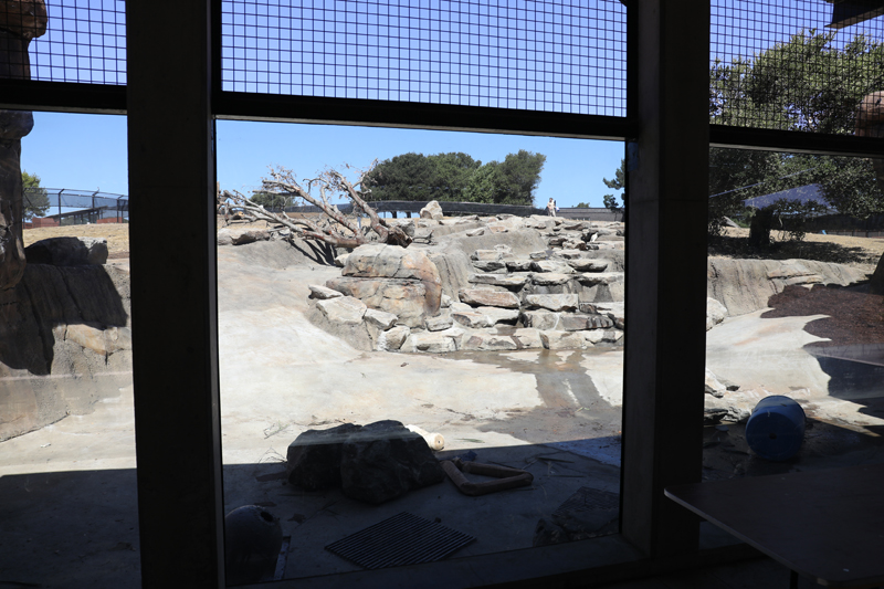 grizzly bear exhibit (pool drained)