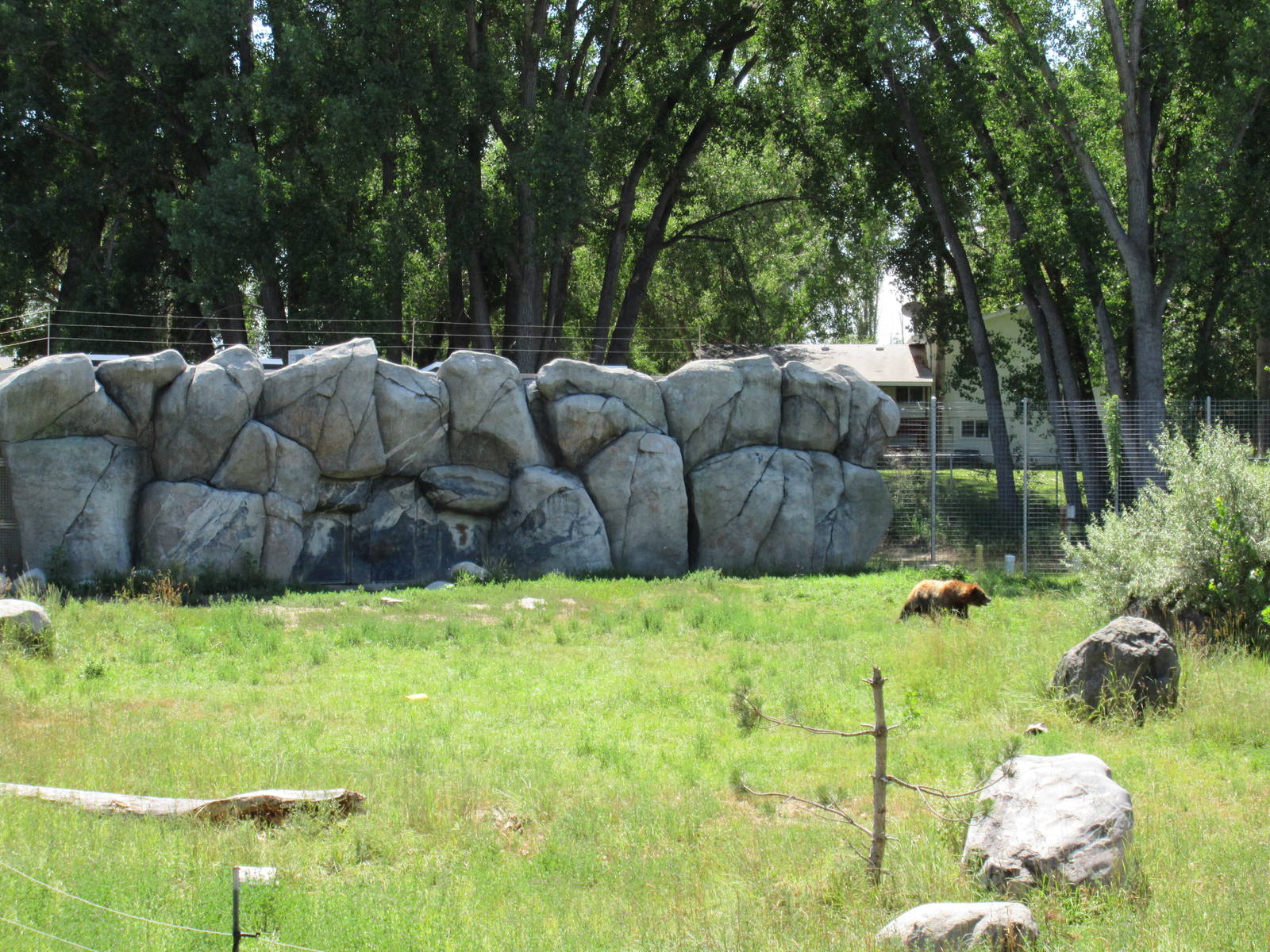 Grizzly Bear Exhibit - Rear Wall