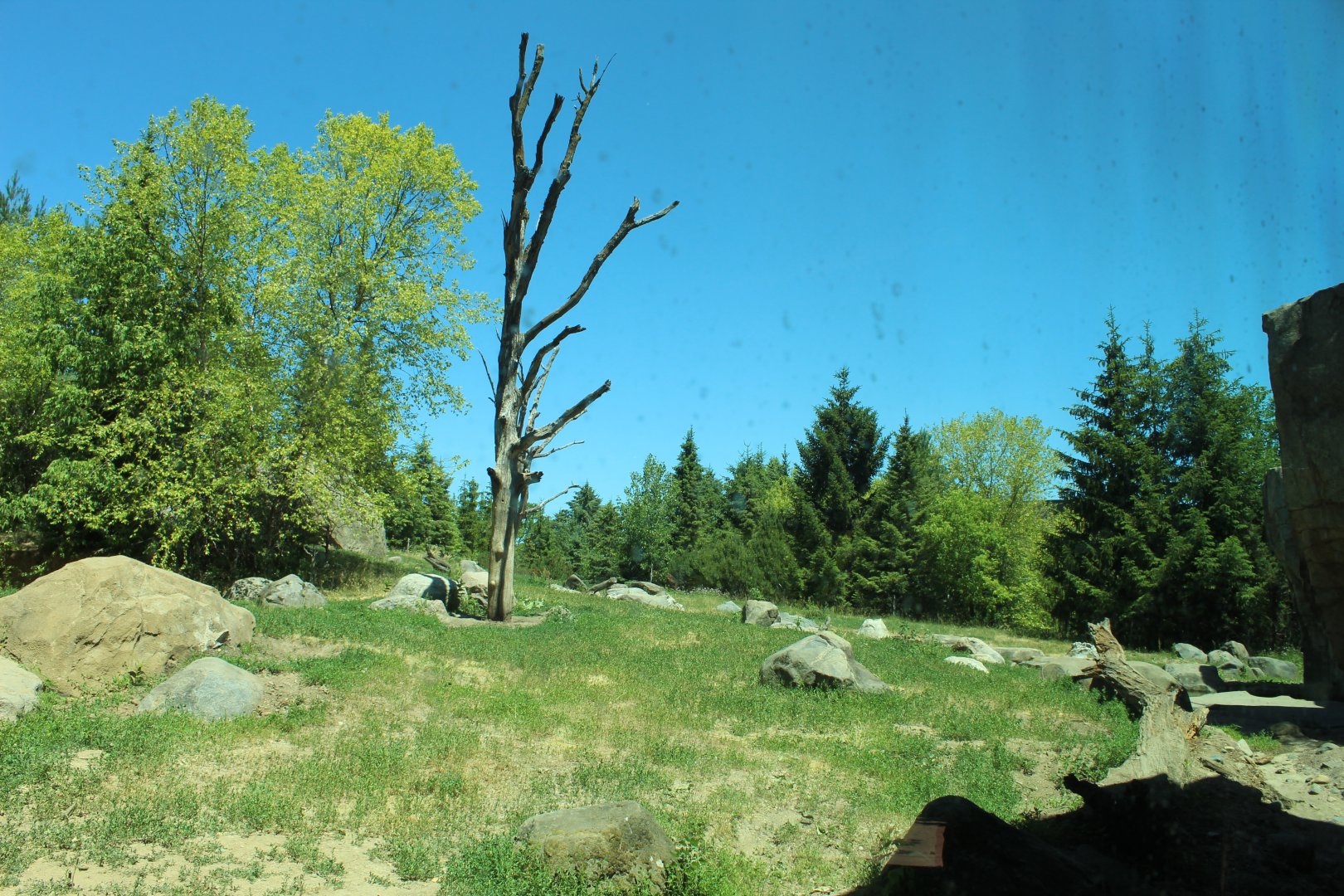 Grizzly Bear Exhibit - Russia's Grizzly Coast