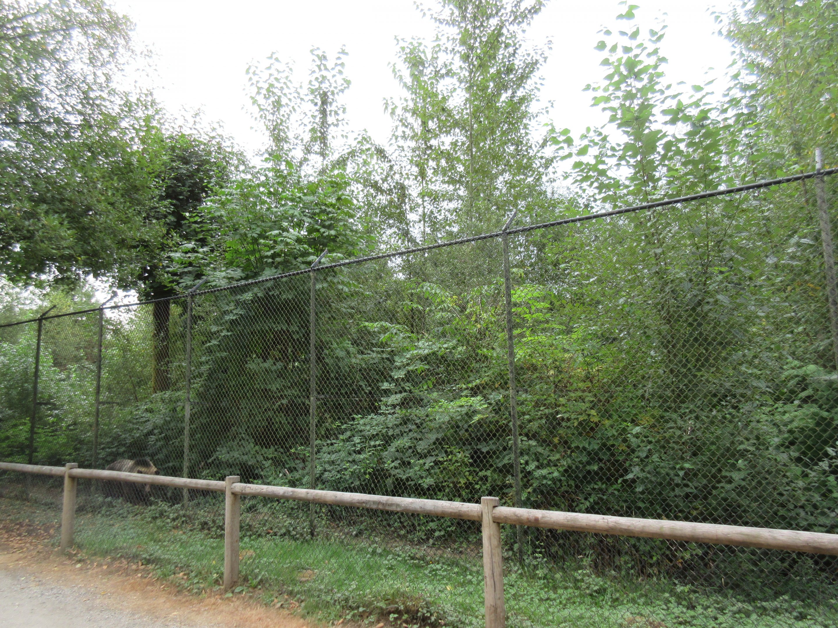 Grizzly Bear Exhibit (side view) - see the bear?