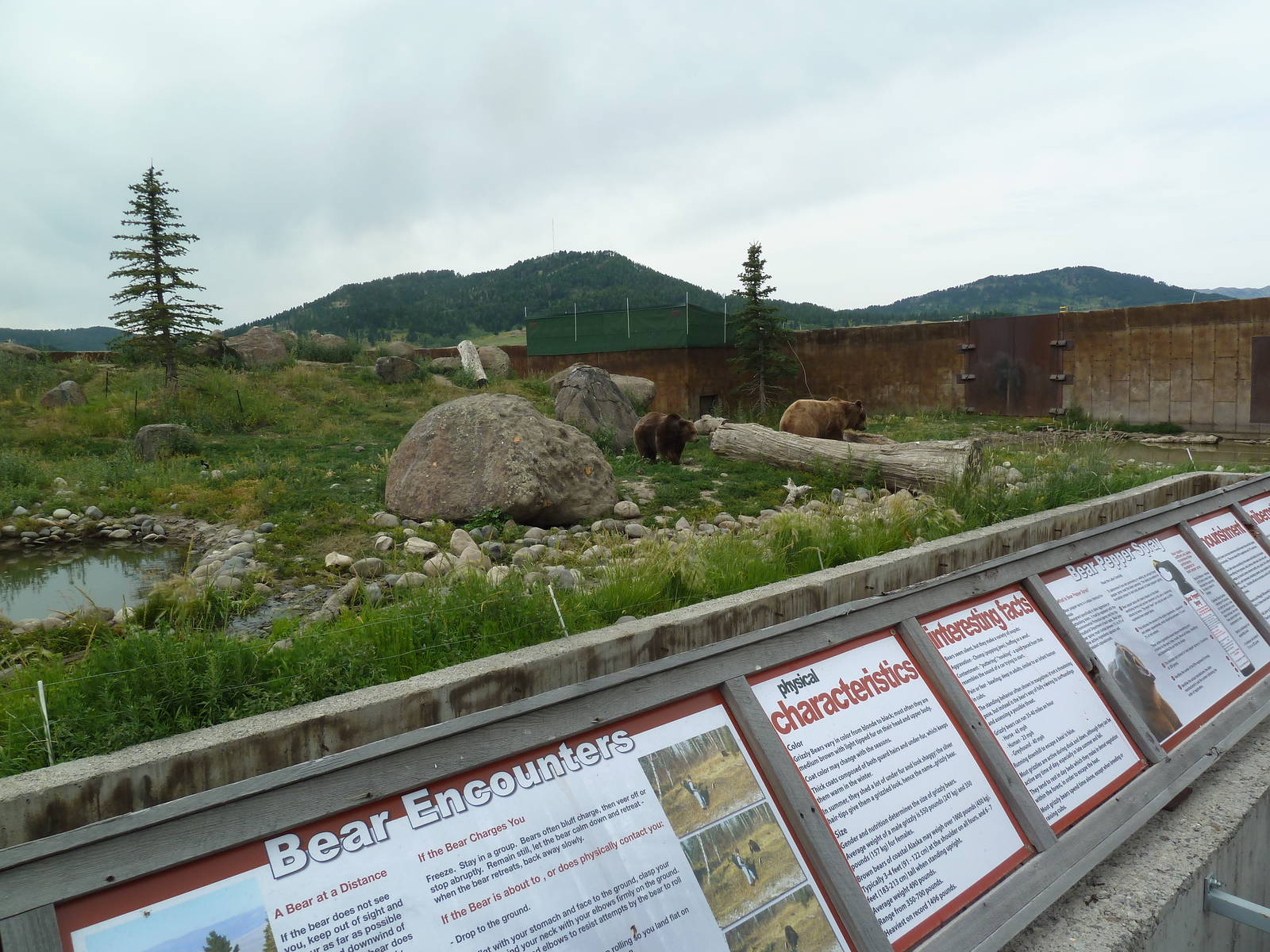 Grizzly Bear Exhibit + Signage