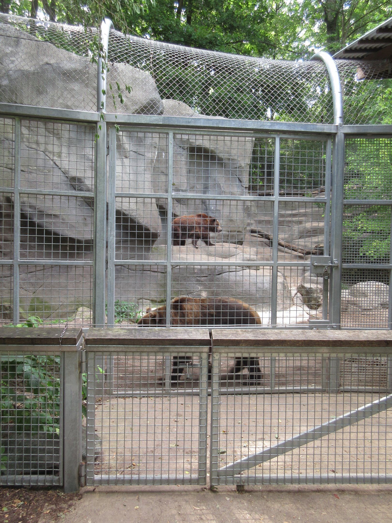 Grizzly Bear Exhibit - Training Wall