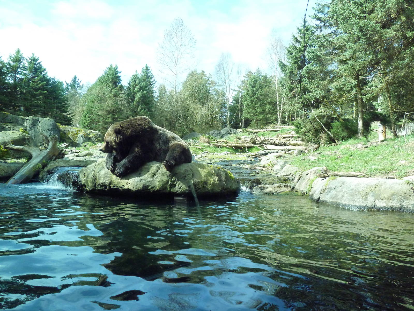 Grizzly Bear Exhibit - Underwater Viewing Area