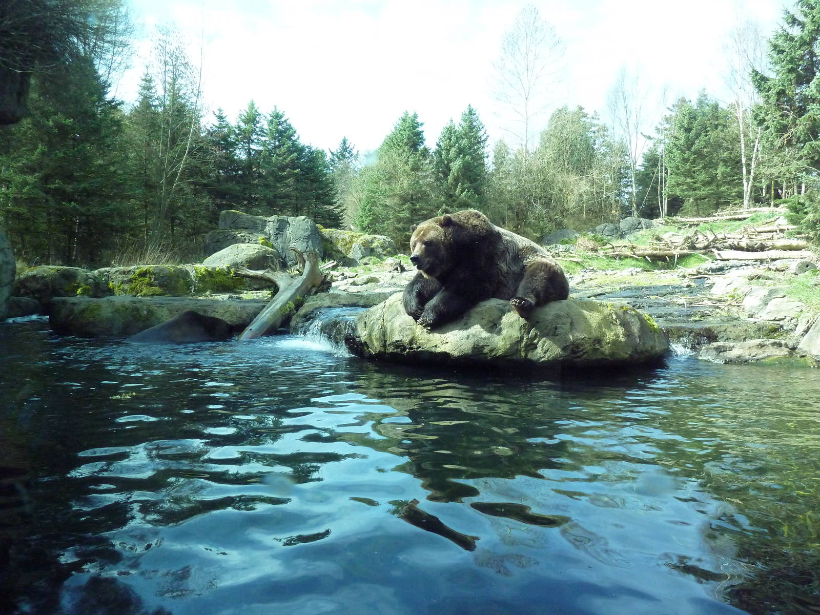 Grizzly Bear Exhibit - Underwater Viewing Area