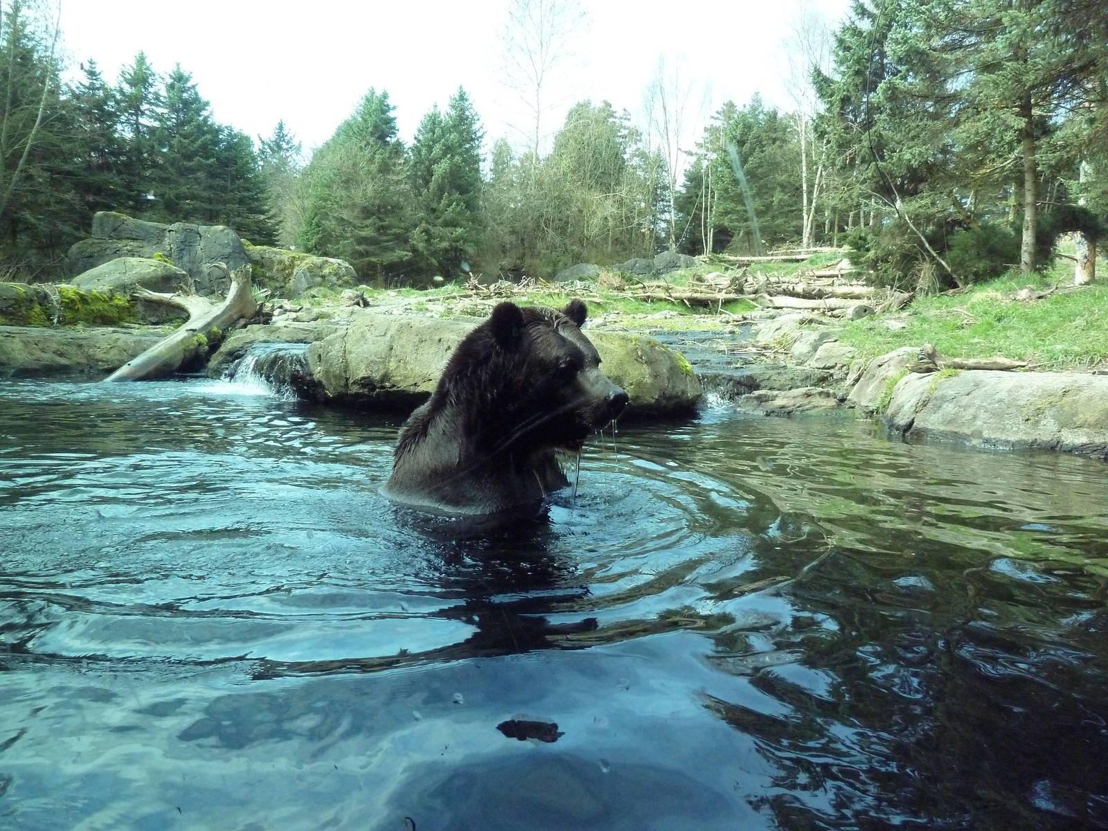 Grizzly Bear Exhibit - Underwater Viewing Area