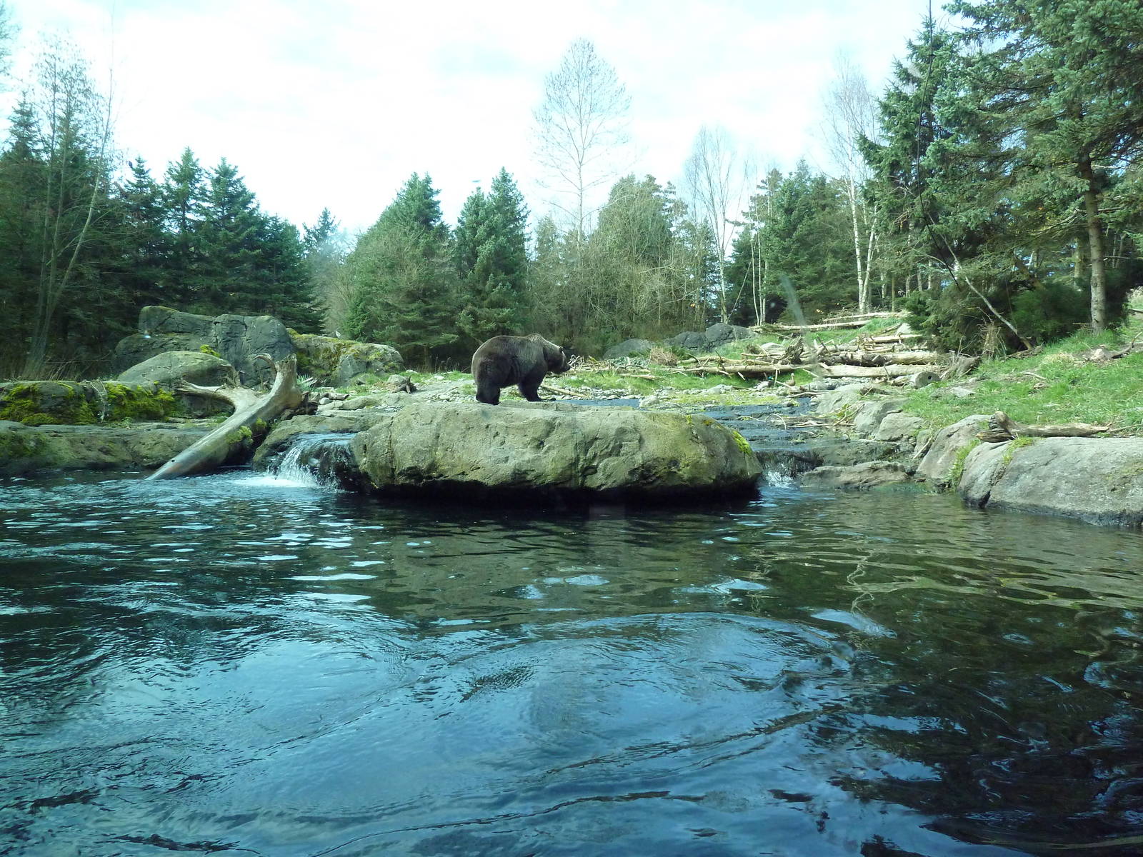 Grizzly Bear Exhibit - Underwater Viewing Area