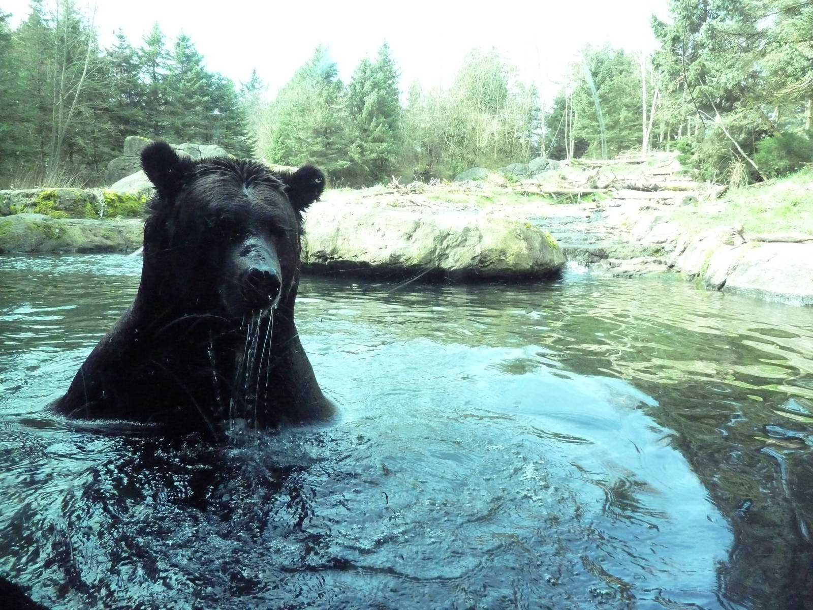 Grizzly Bear Exhibit - Underwater Viewing Area
