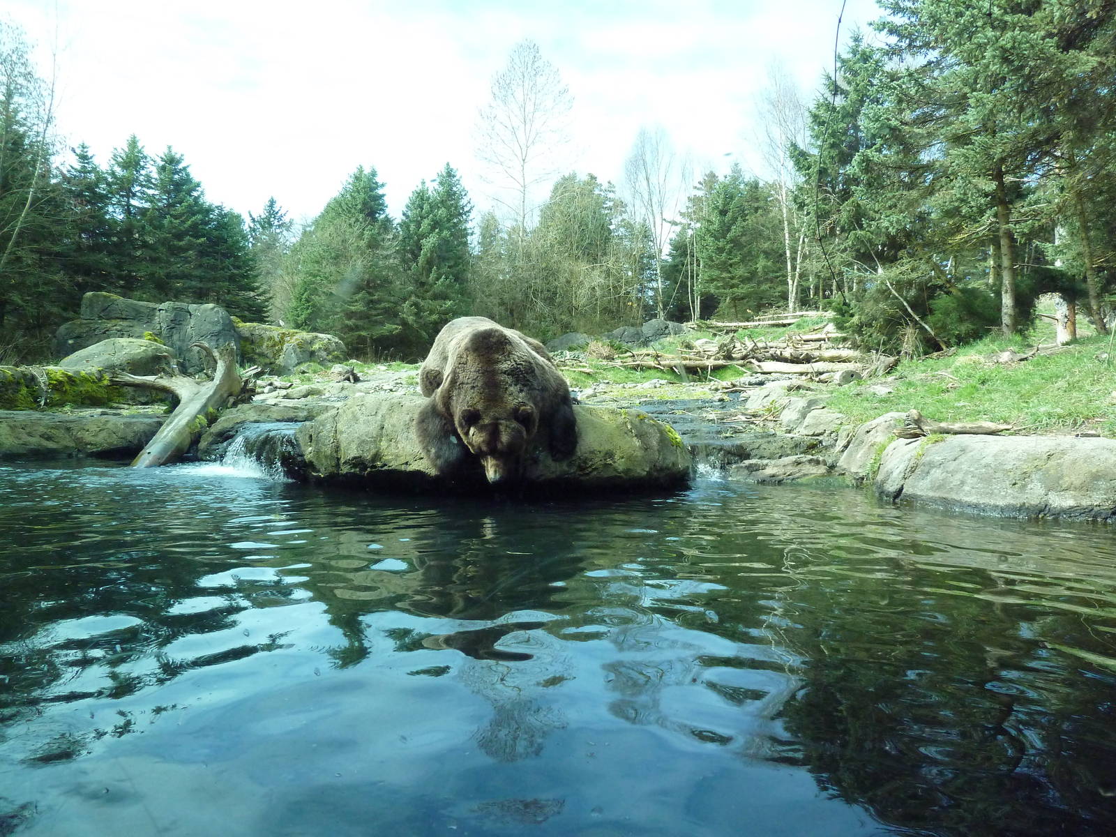 Grizzly Bear Exhibit - Underwater Viewing Area