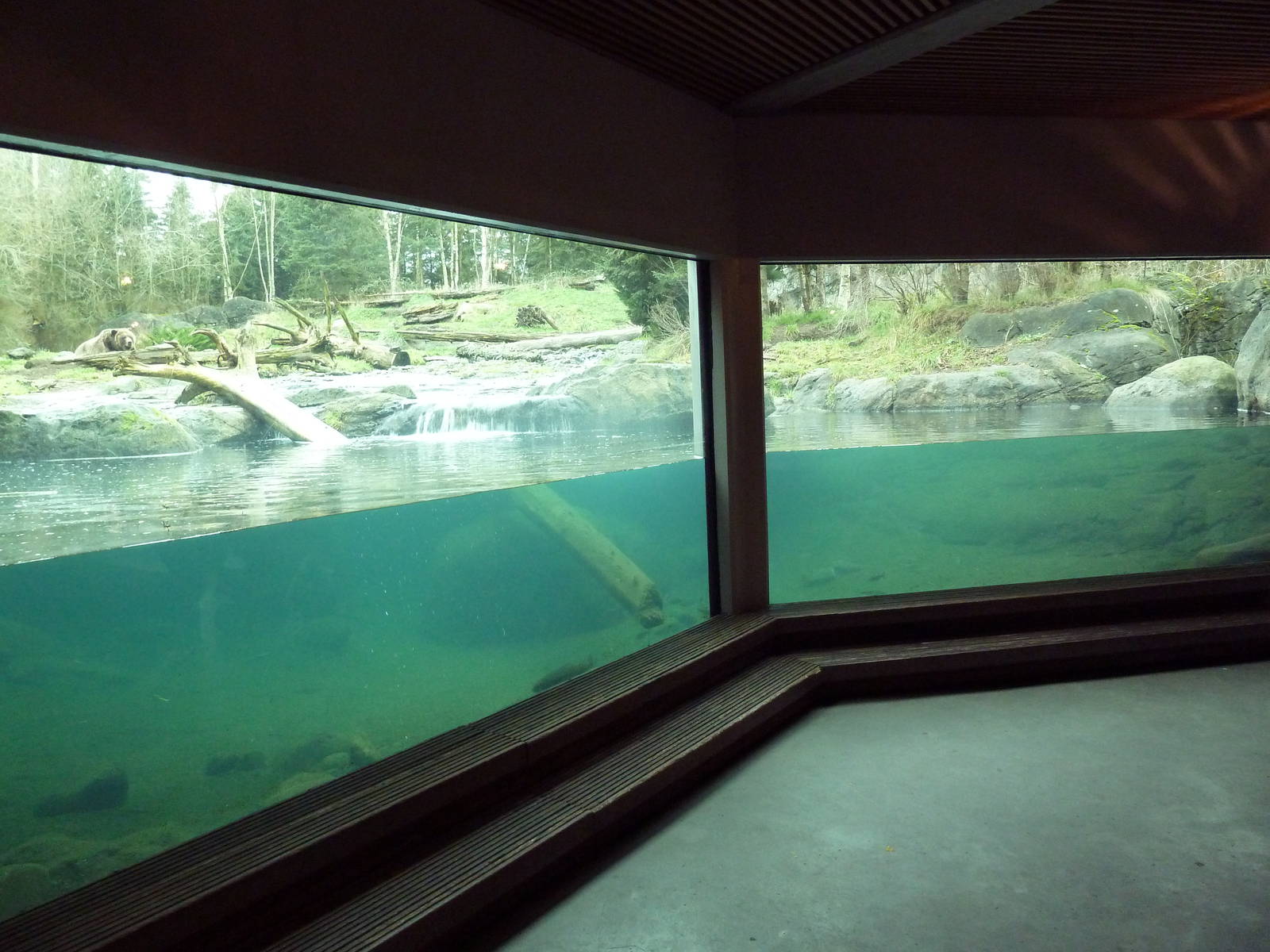 Grizzly Bear Exhibit - Underwater Viewing