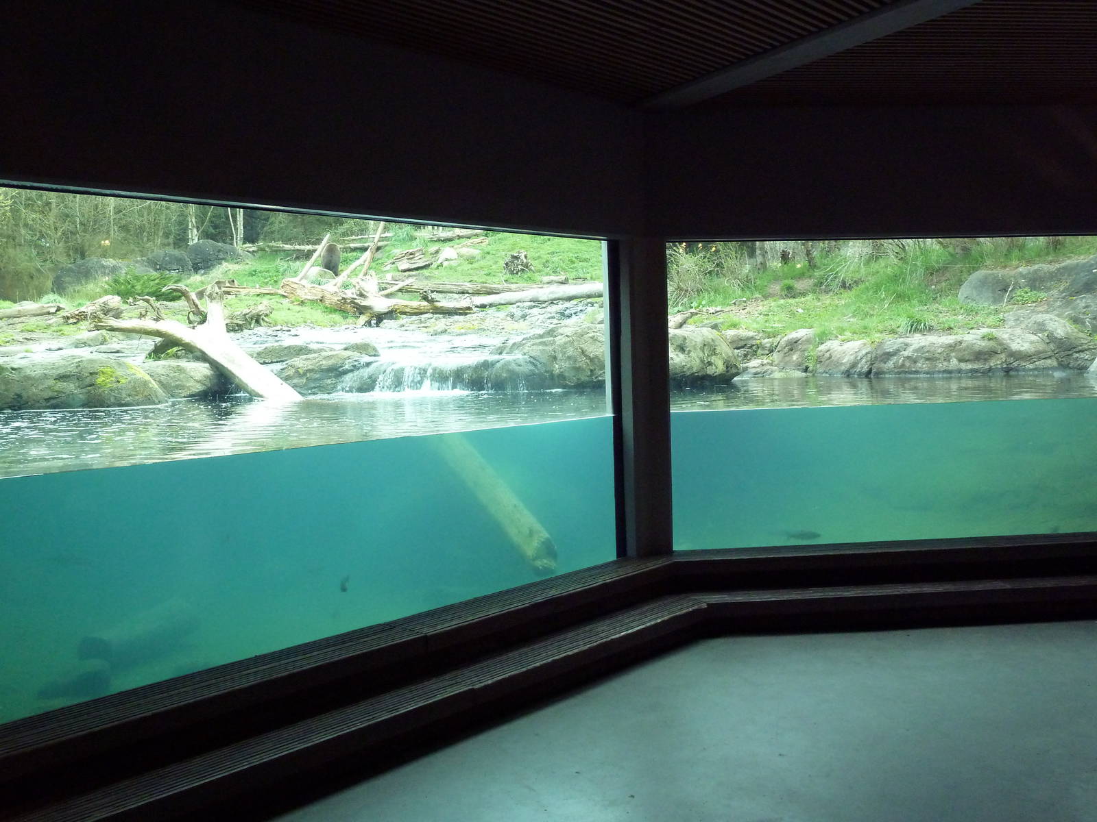 Grizzly Bear Exhibit - Underwater Viewing