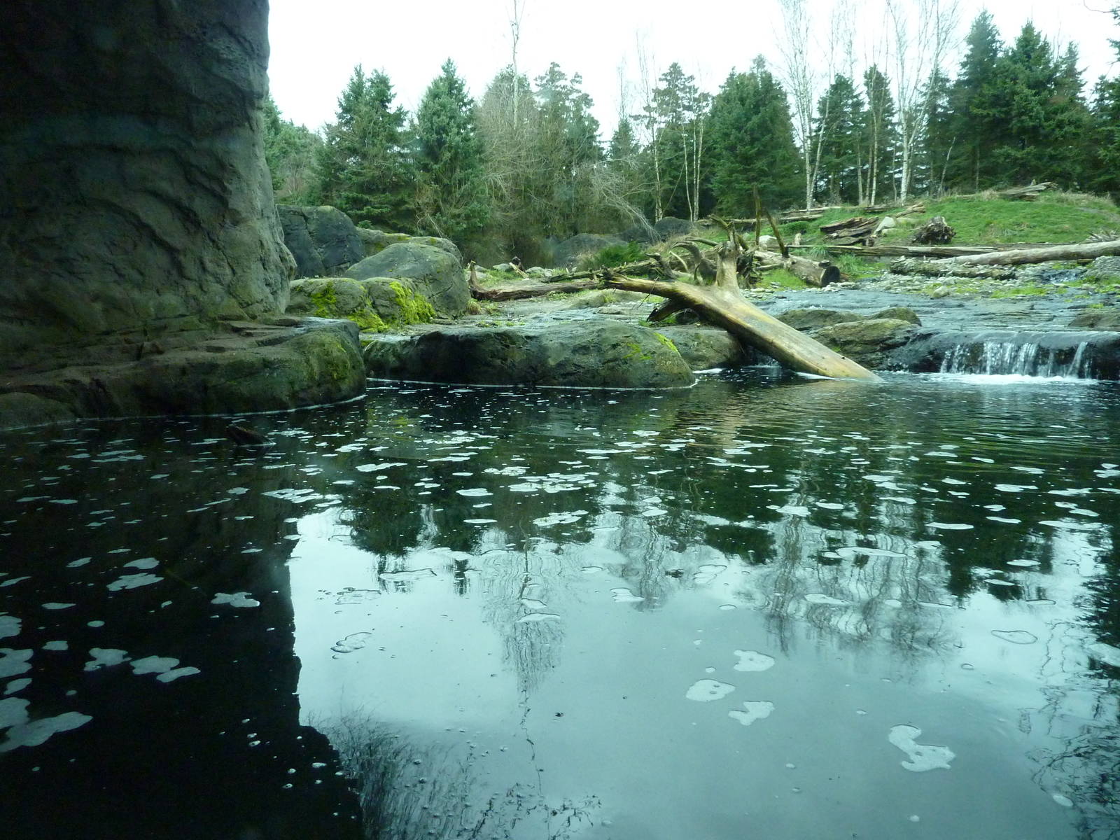 Grizzly Bear Exhibit - Underwater Viewing