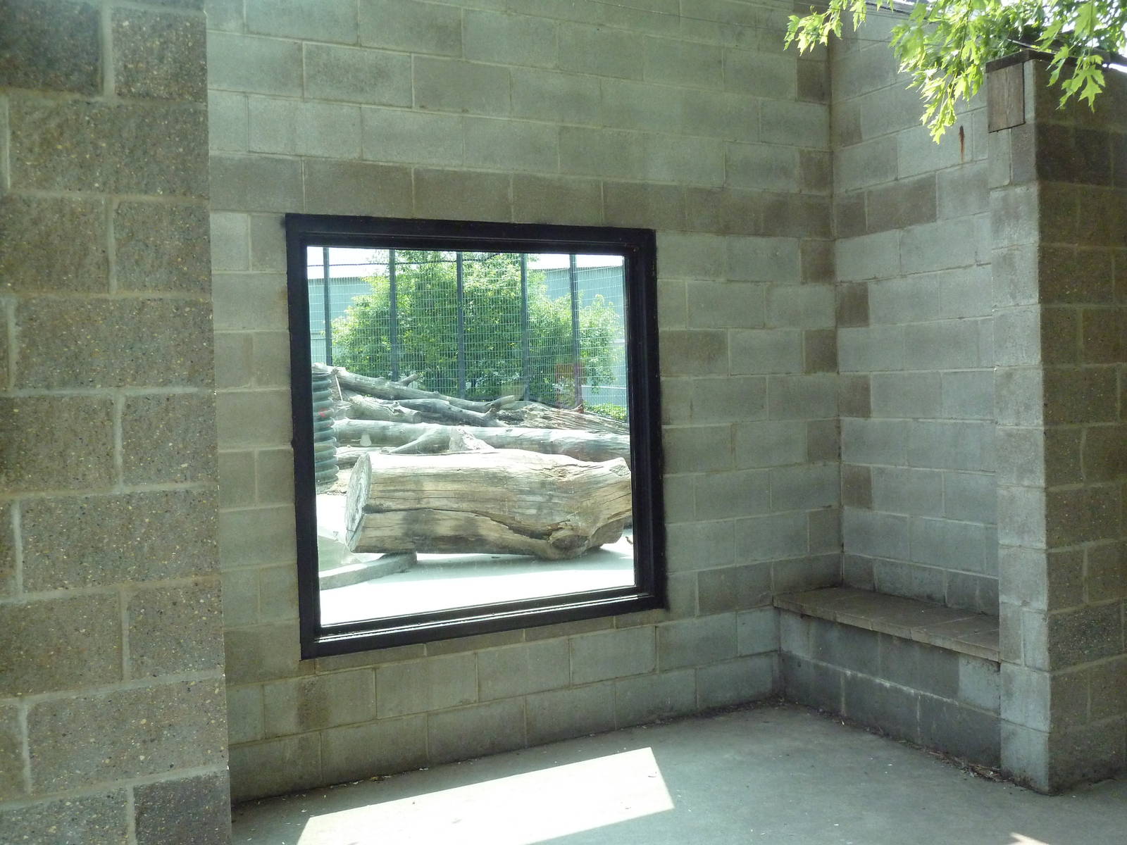 Grizzly Bear Exhibit - Viewing Window