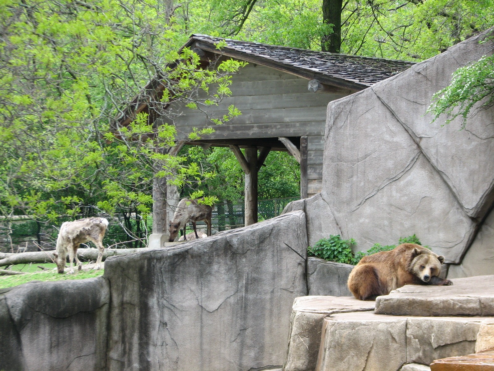 Grizzly Bear Exhibit with Caribou Exhibit in background