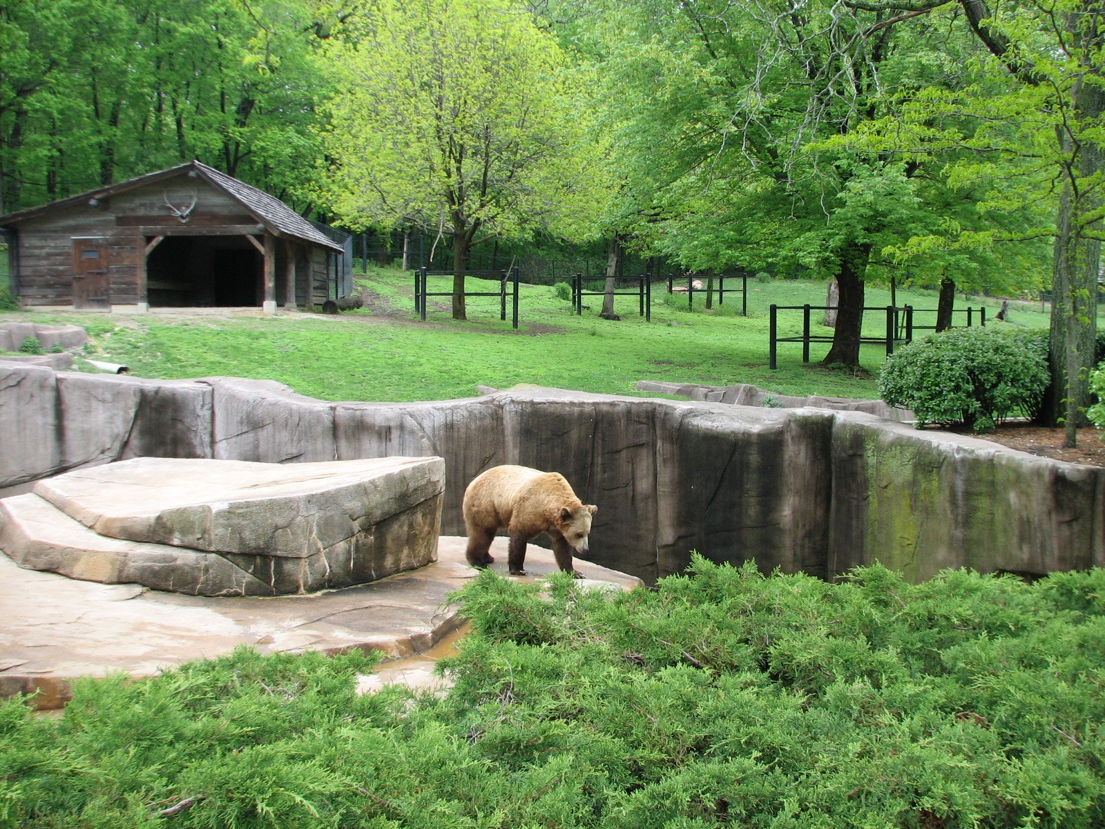 Grizzly Bear Exhibit with Elk or Red Deer Exhibit in background