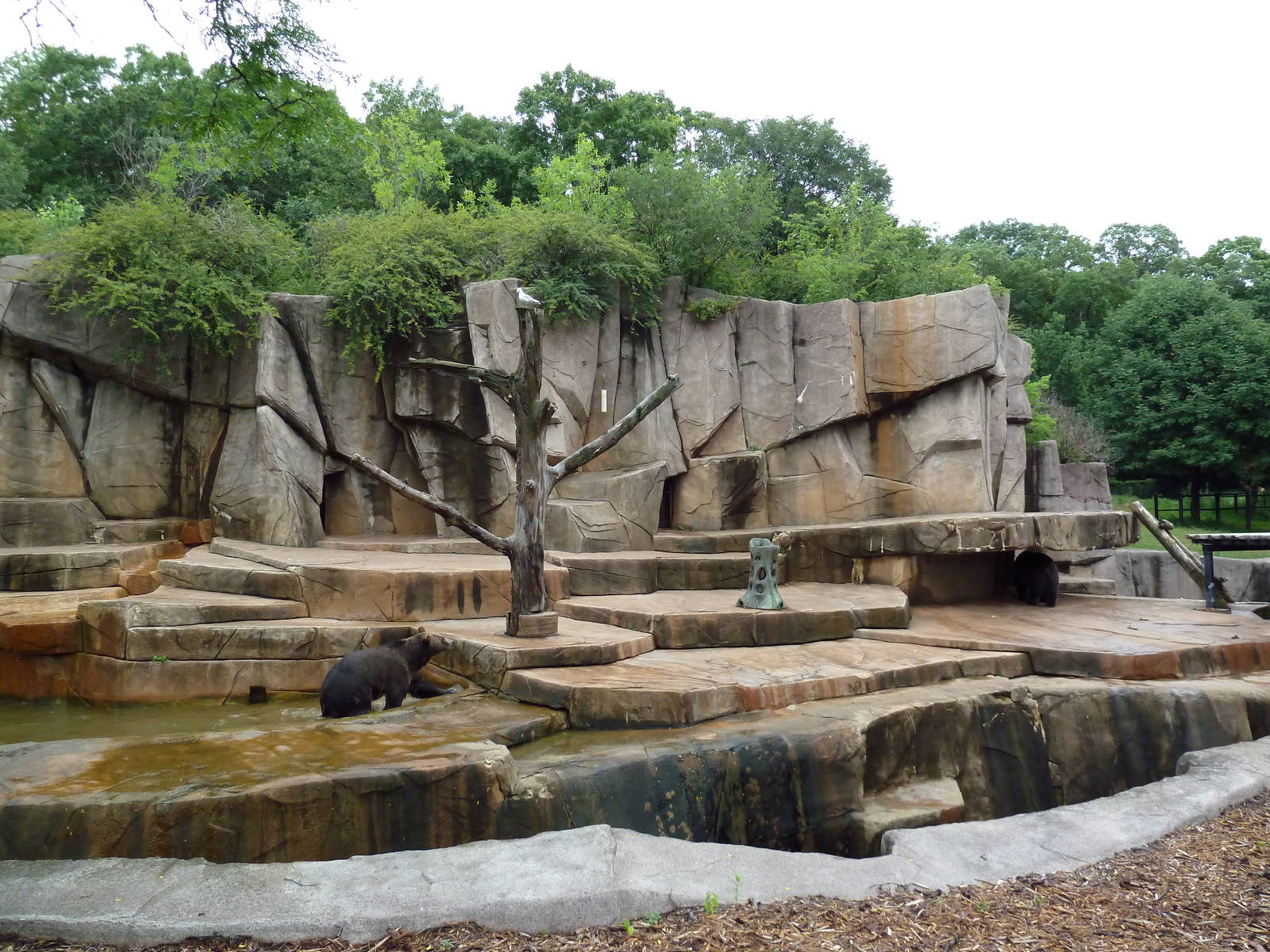 Grizzly Bear Exhibit