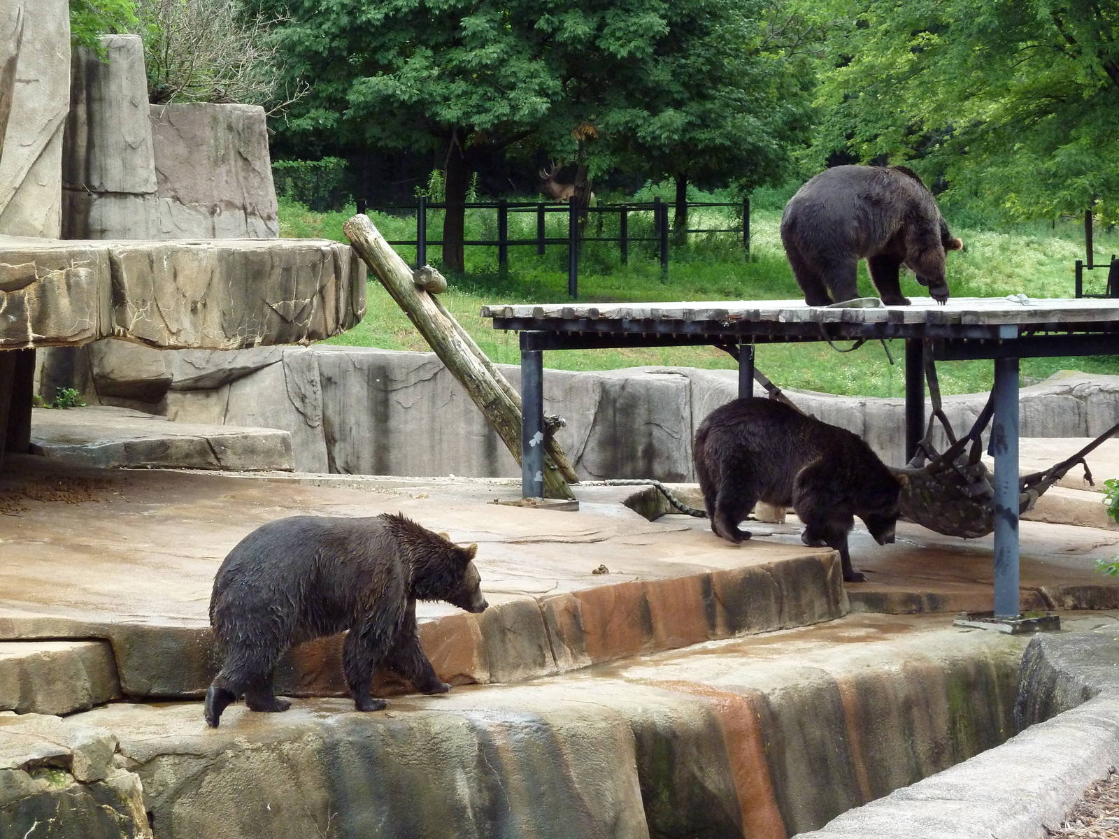Grizzly Bear Exhibit