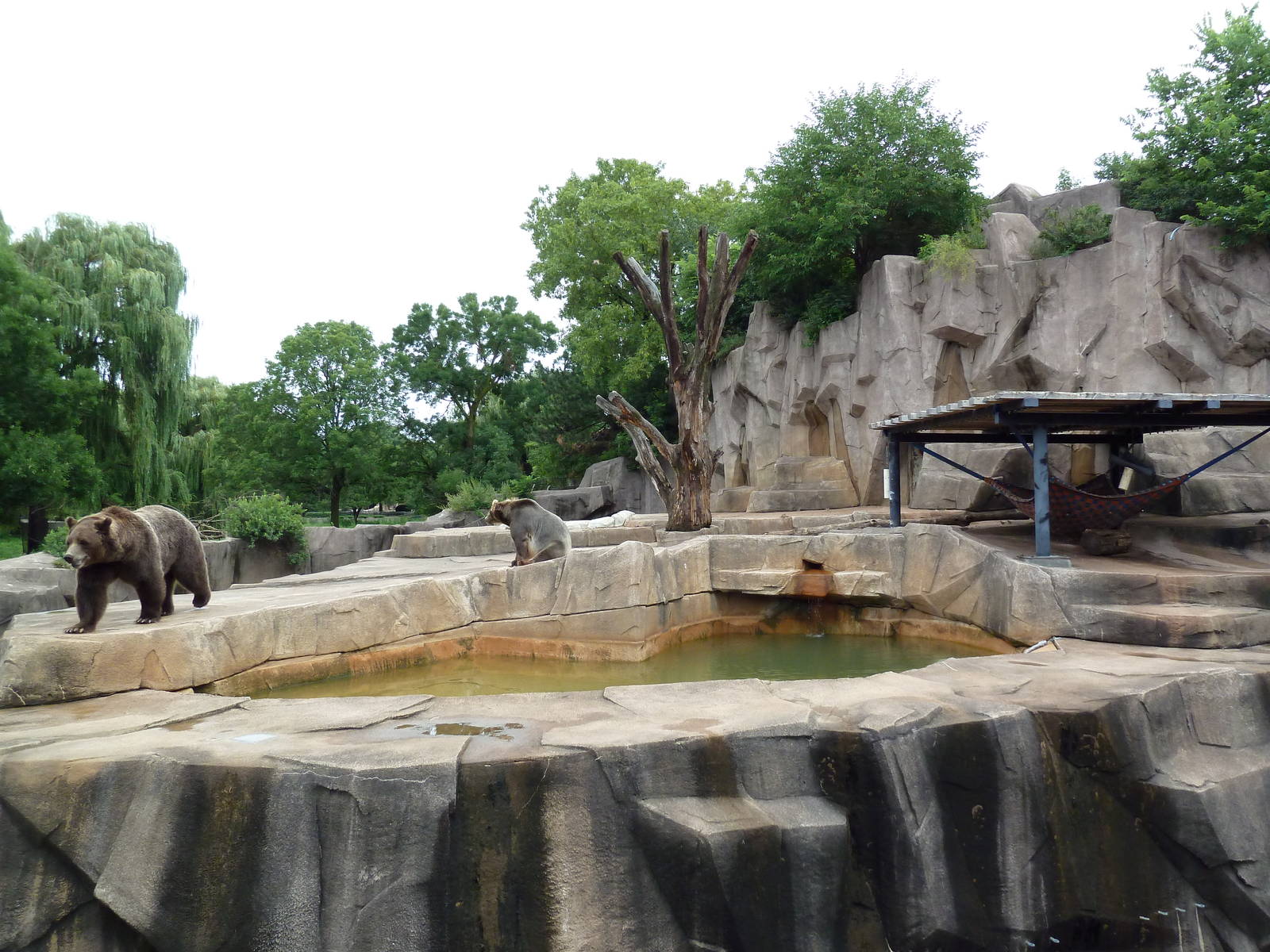 Grizzly Bear Exhibit
