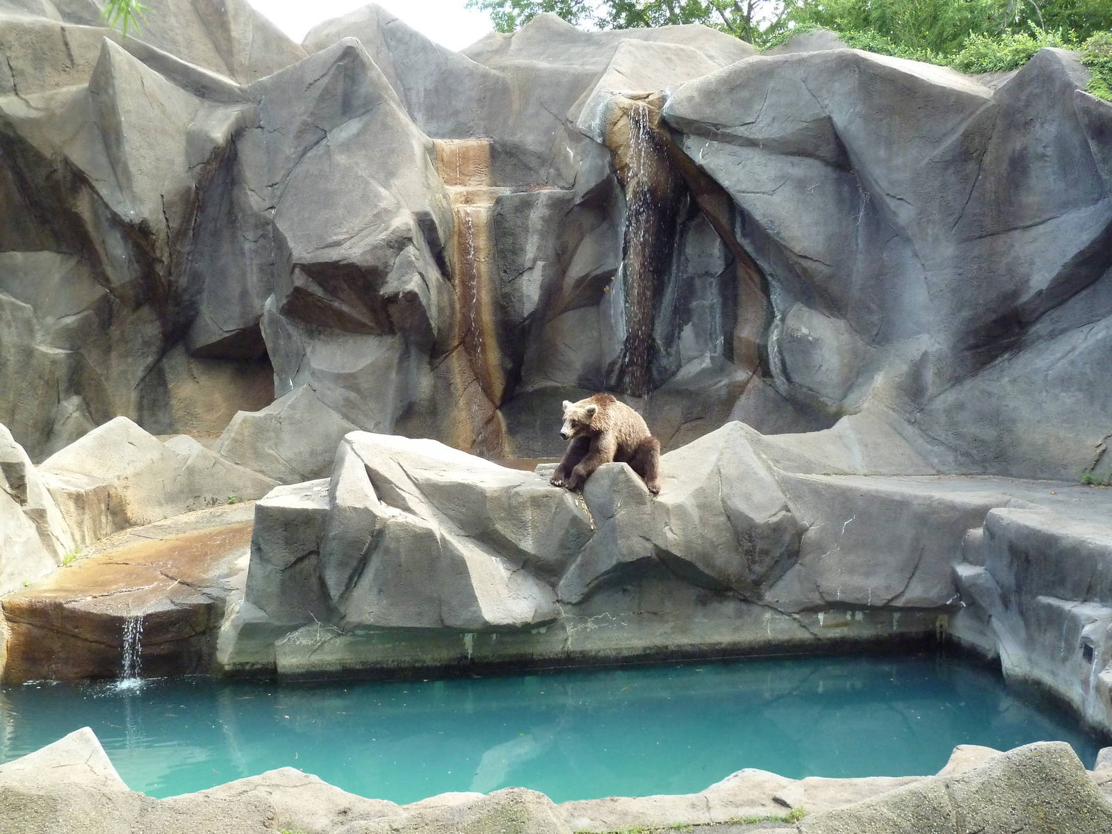 Grizzly Bear Exhibit