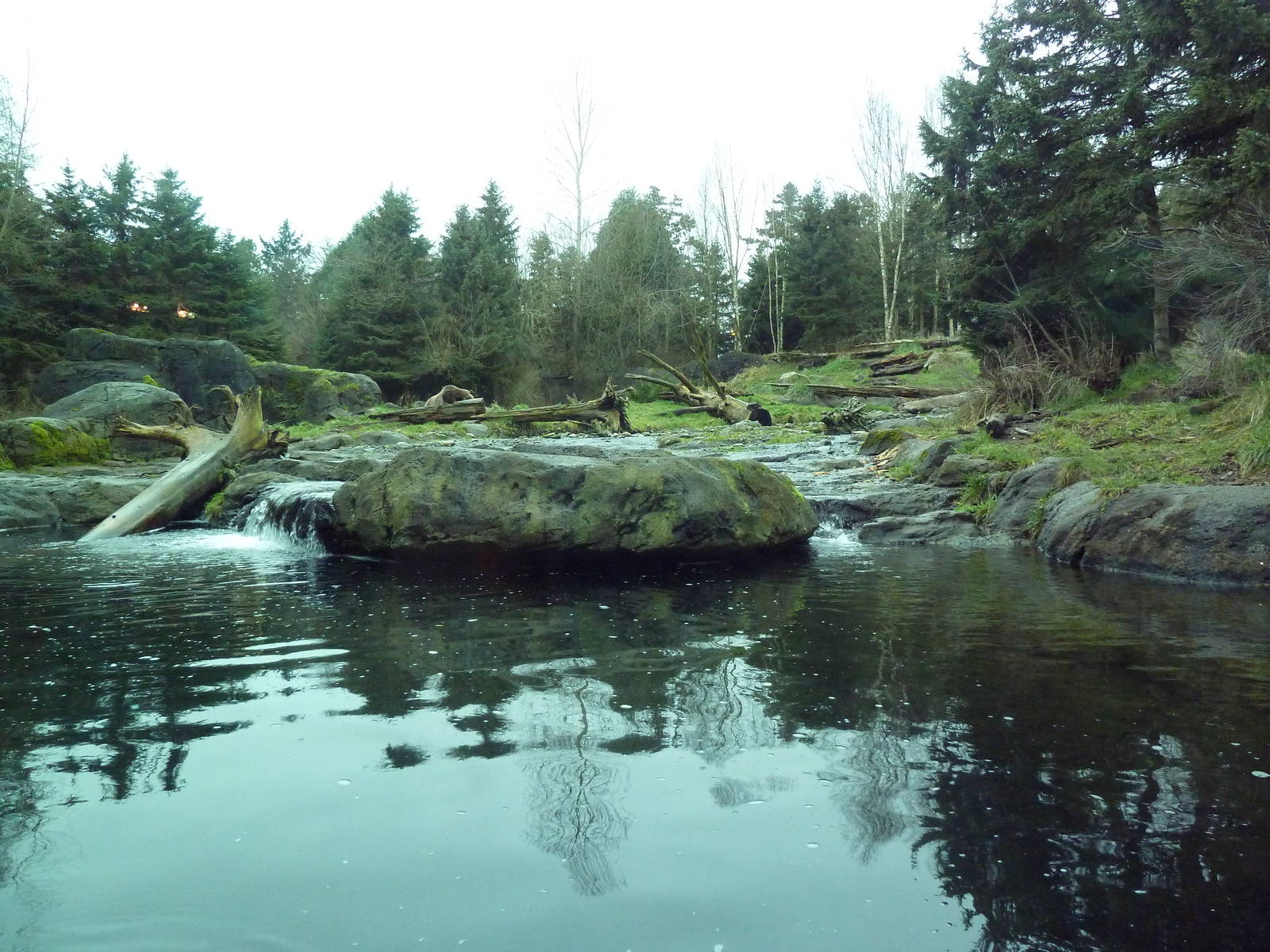Grizzly Bear Exhibit