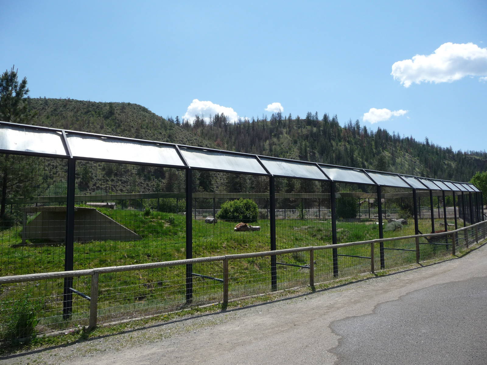 Grizzly Bear Exhibit