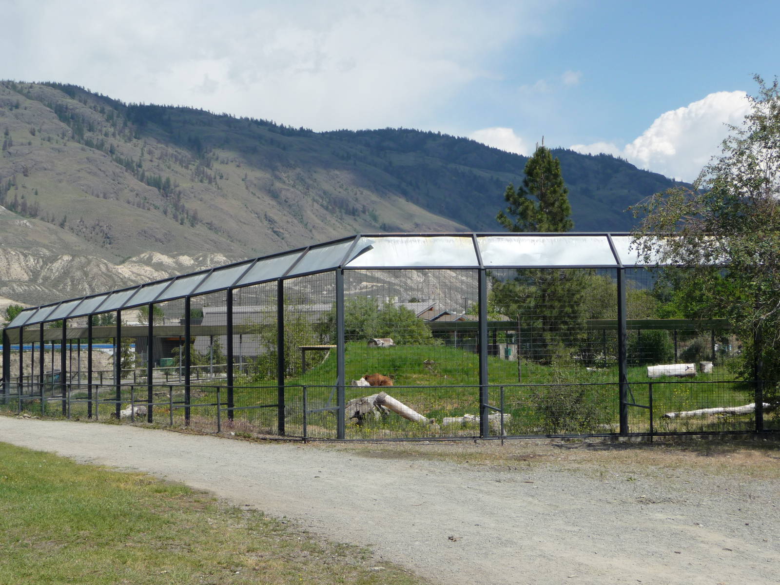 Grizzly Bear Exhibit