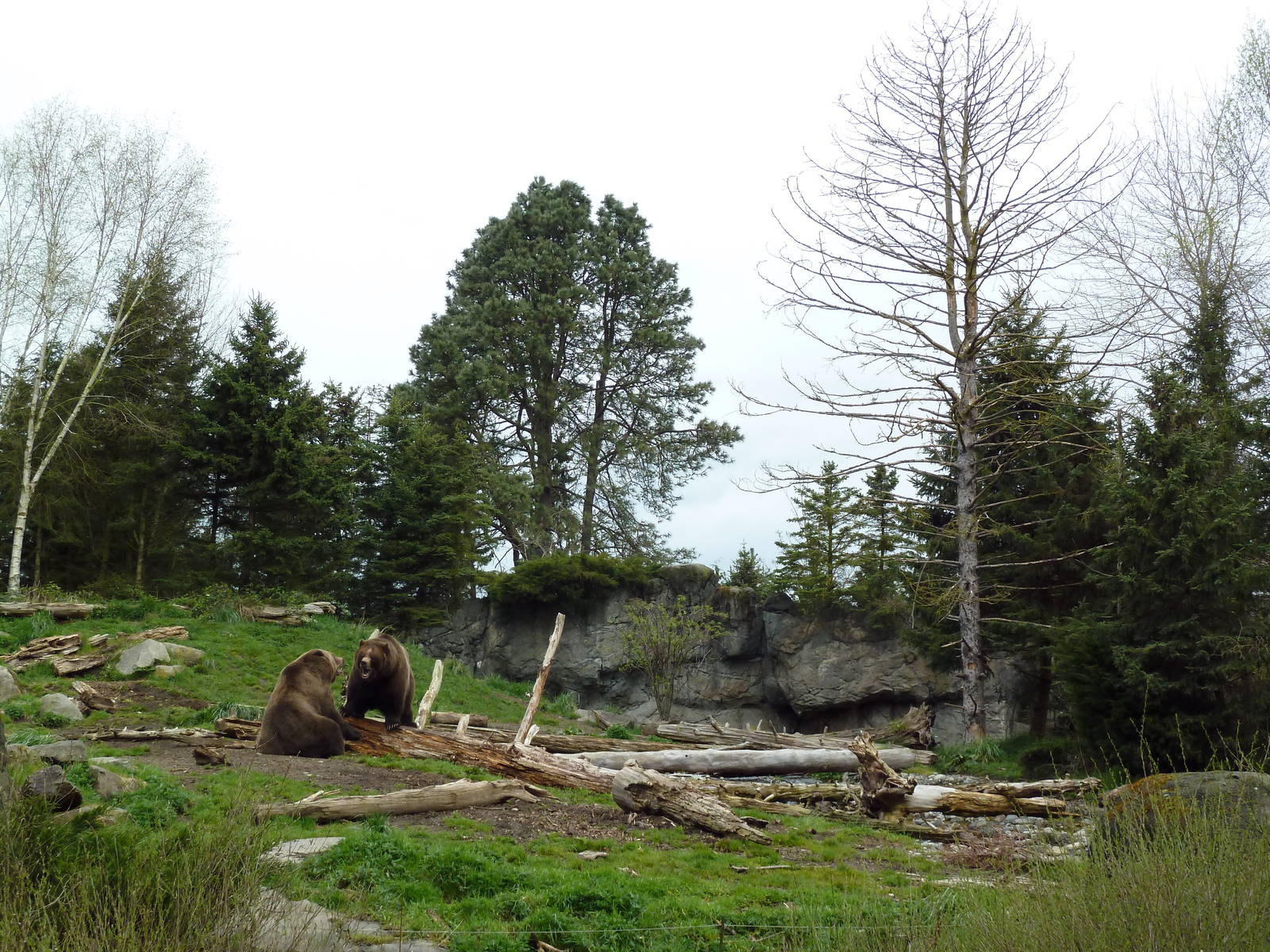 Grizzly Bear Exhibit