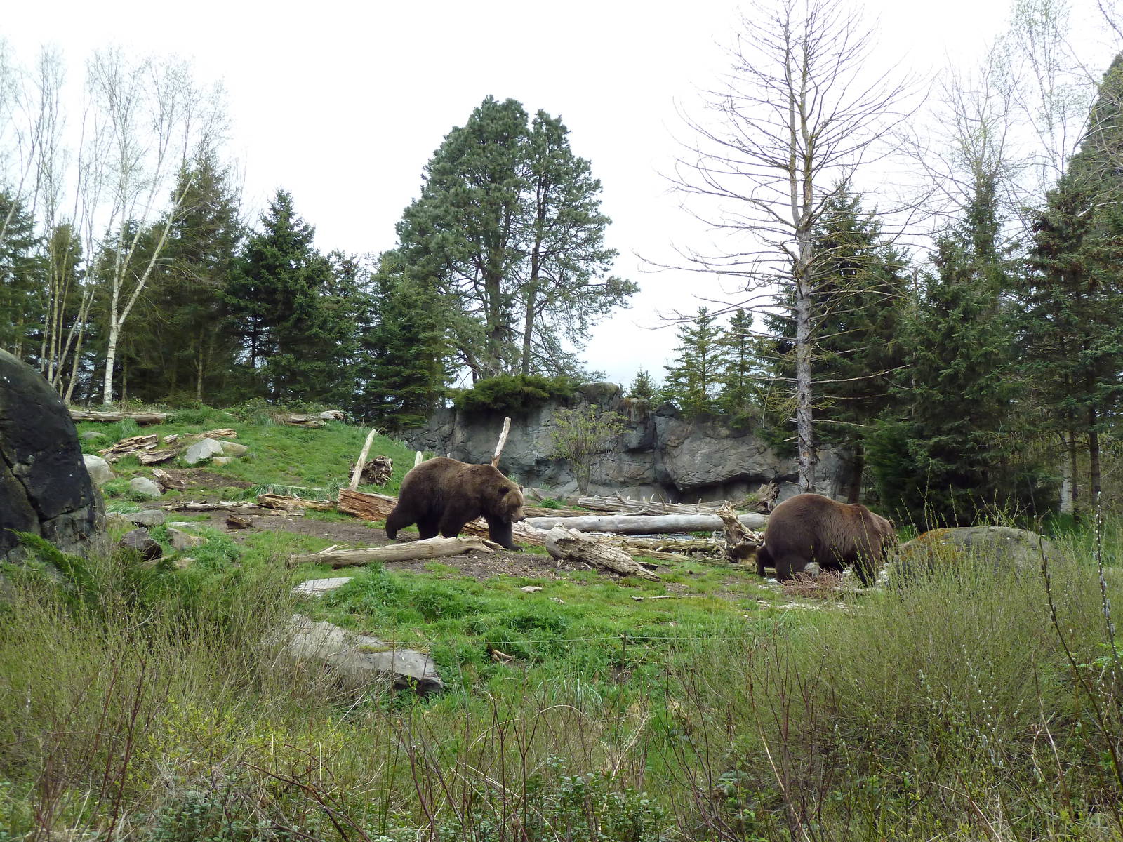 Grizzly Bear Exhibit