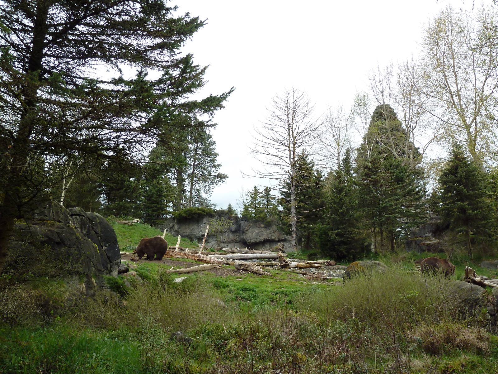 Grizzly Bear Exhibit