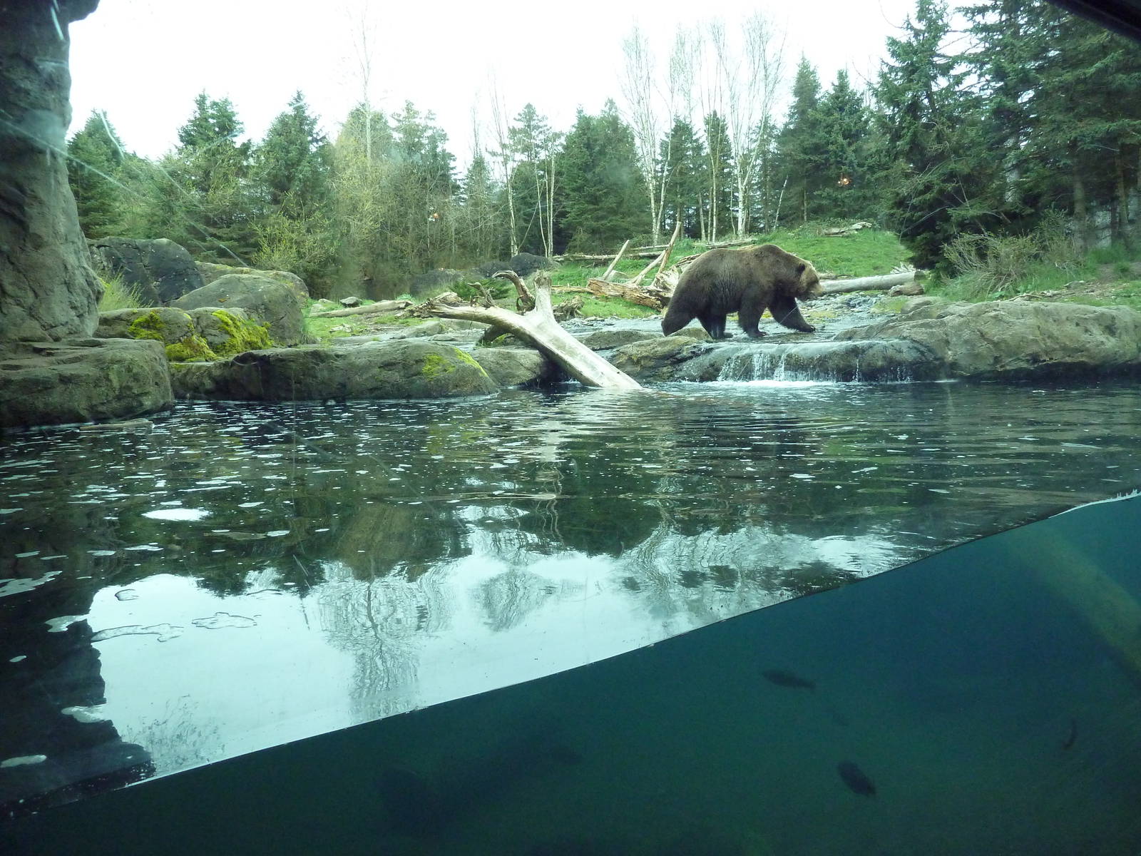 Grizzly Bear Exhibit