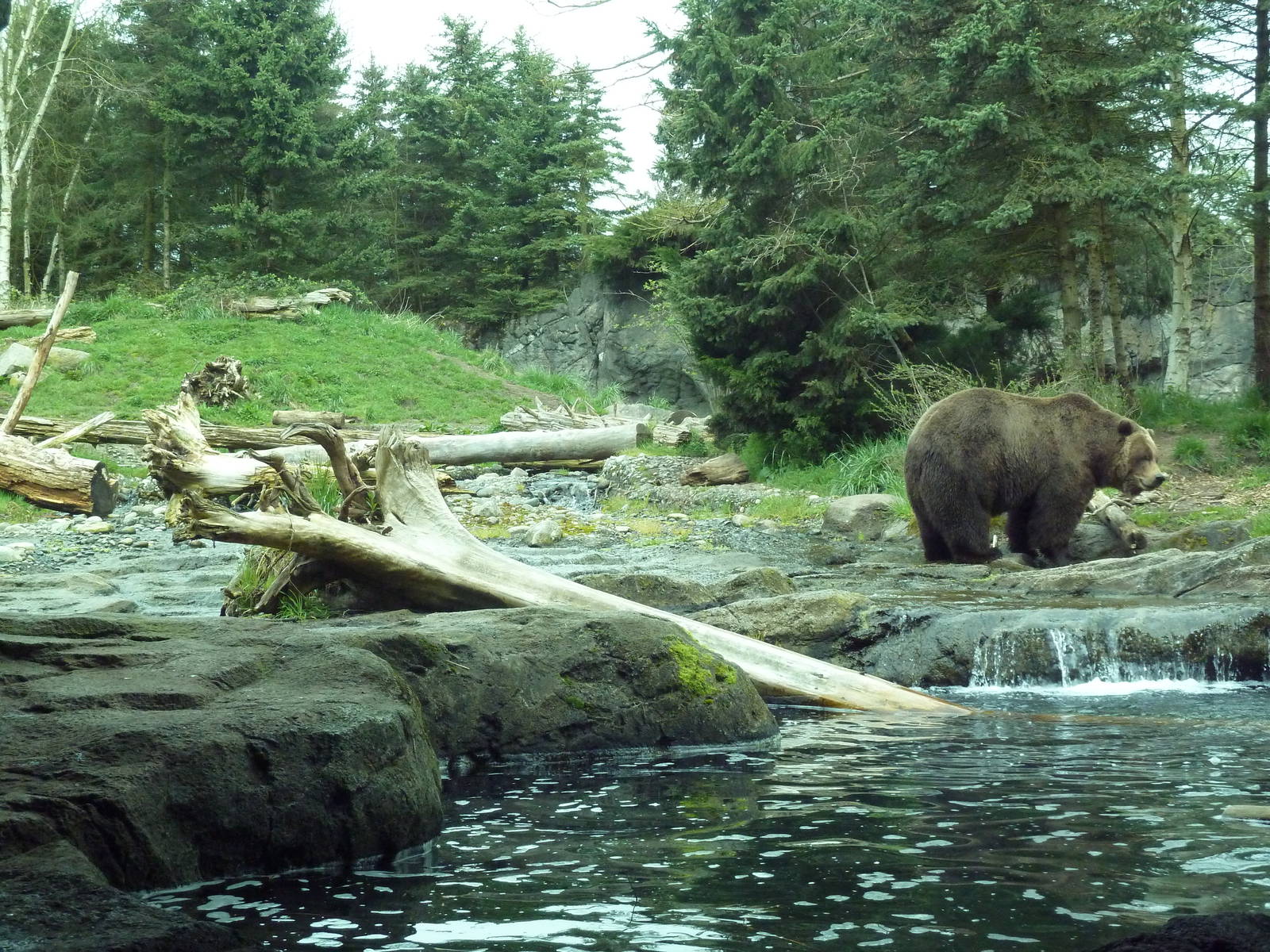 Grizzly Bear Exhibit