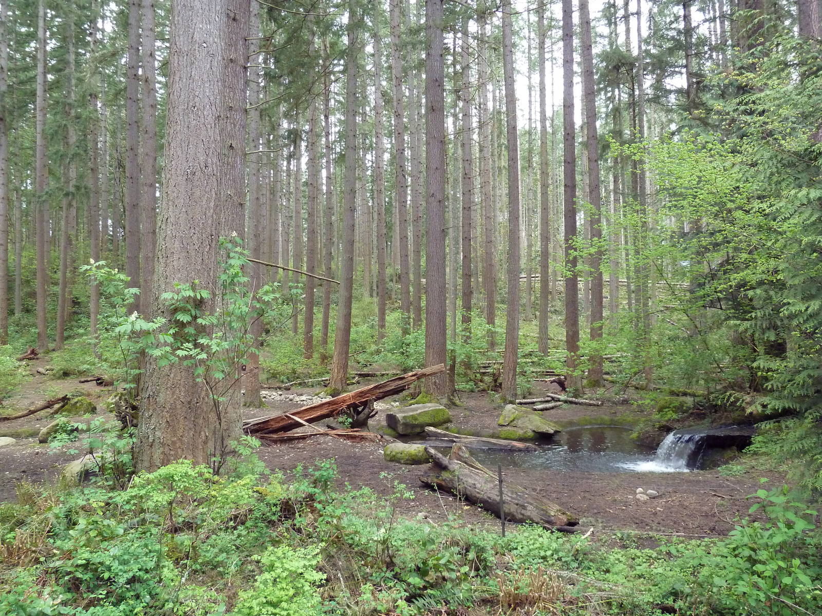 Grizzly Bear Exhibit