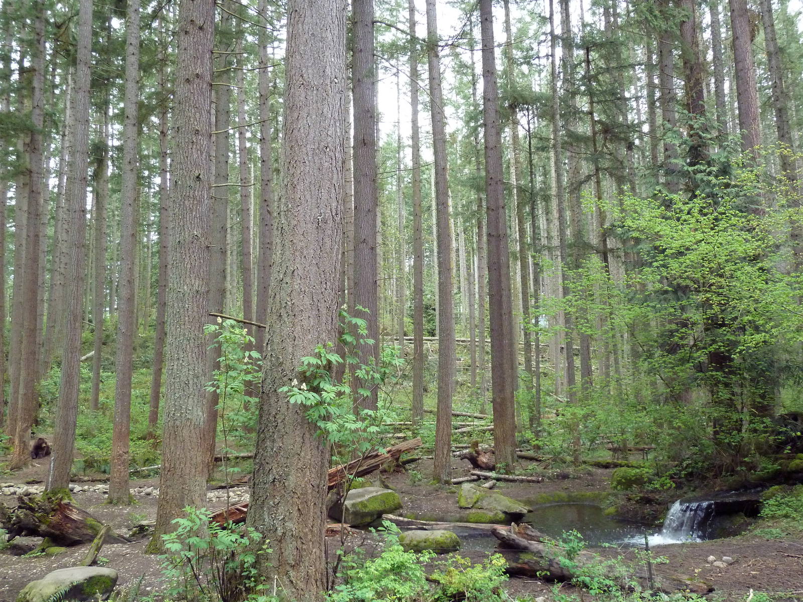 Grizzly Bear Exhibit