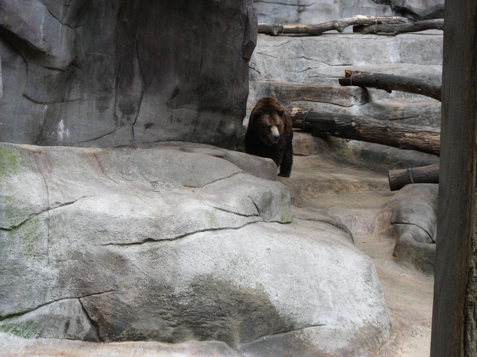 Grizzly Bear Exhibit