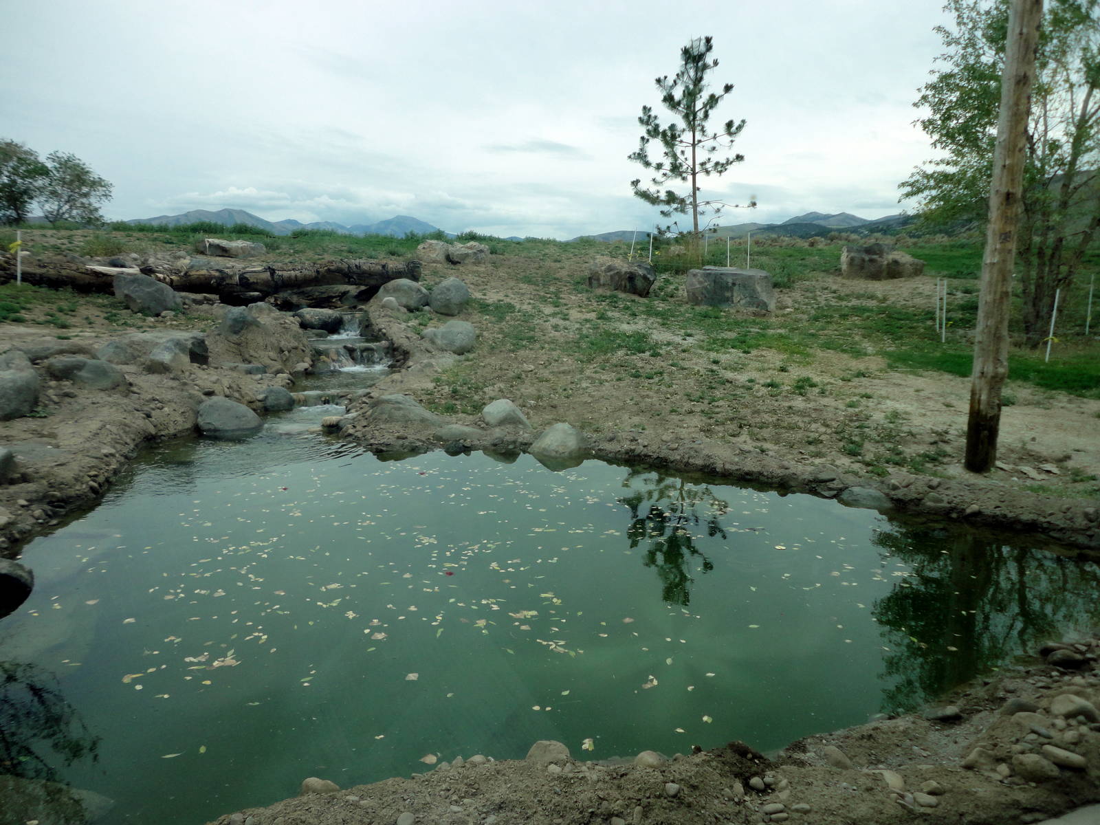 Grizzly Bear Exhibit