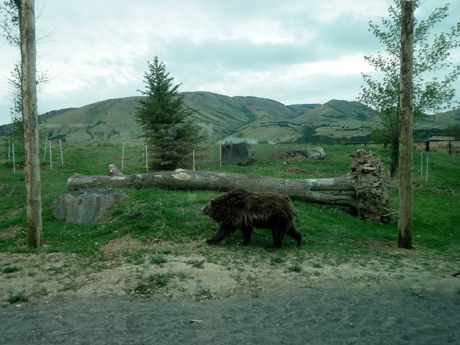 Grizzly Bear Exhibit