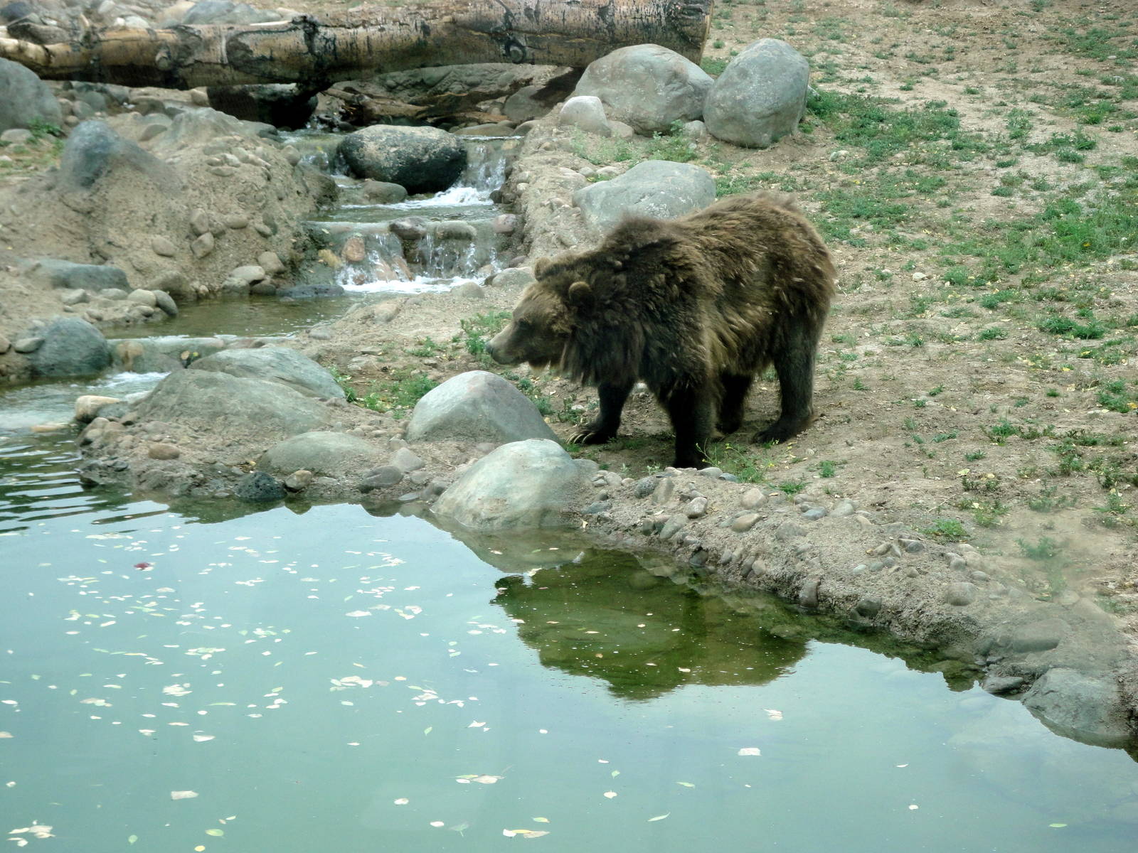 Grizzly Bear Exhibit
