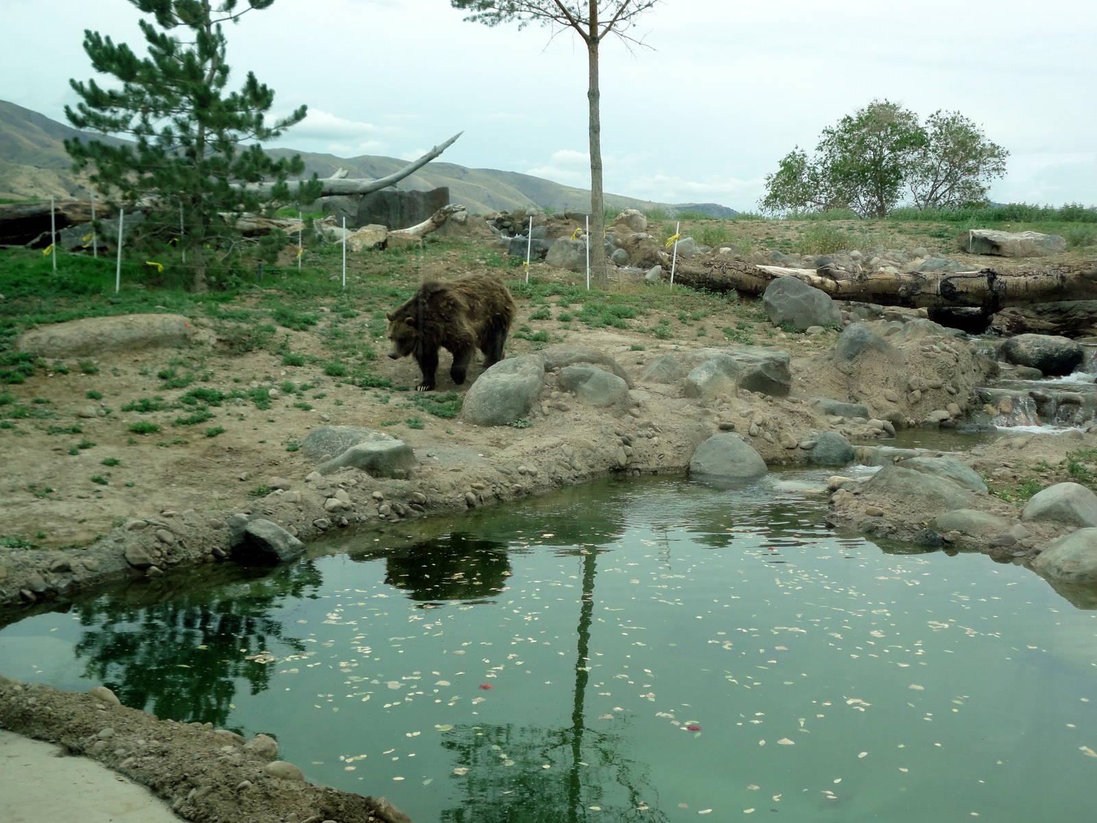 Grizzly Bear Exhibit