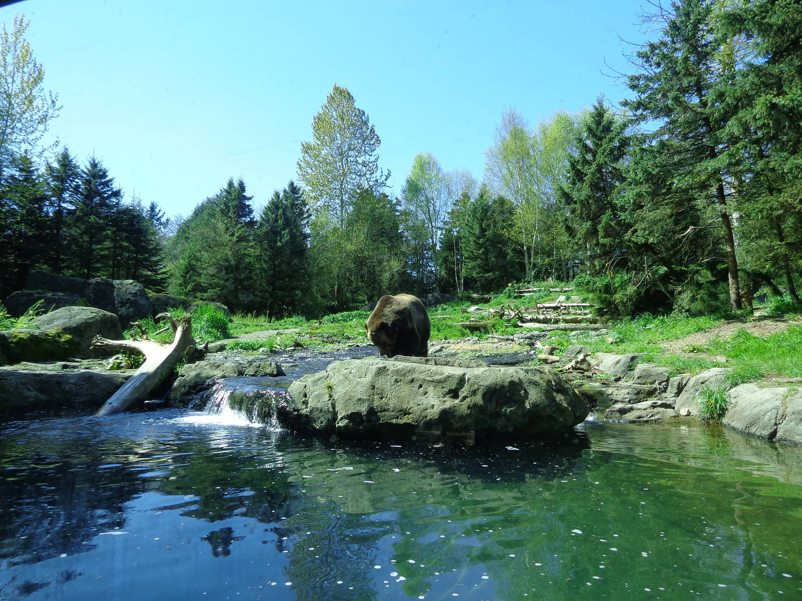Grizzly Bear Exhibit