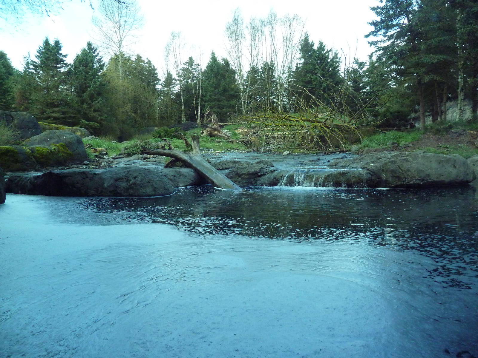 Grizzly Bear Exhibit