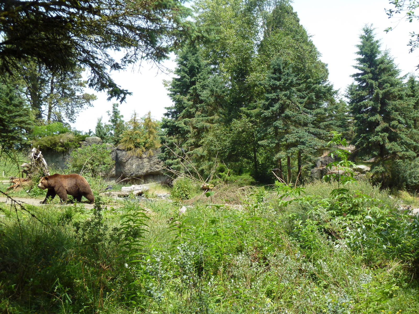 Grizzly Bear Exhibit
