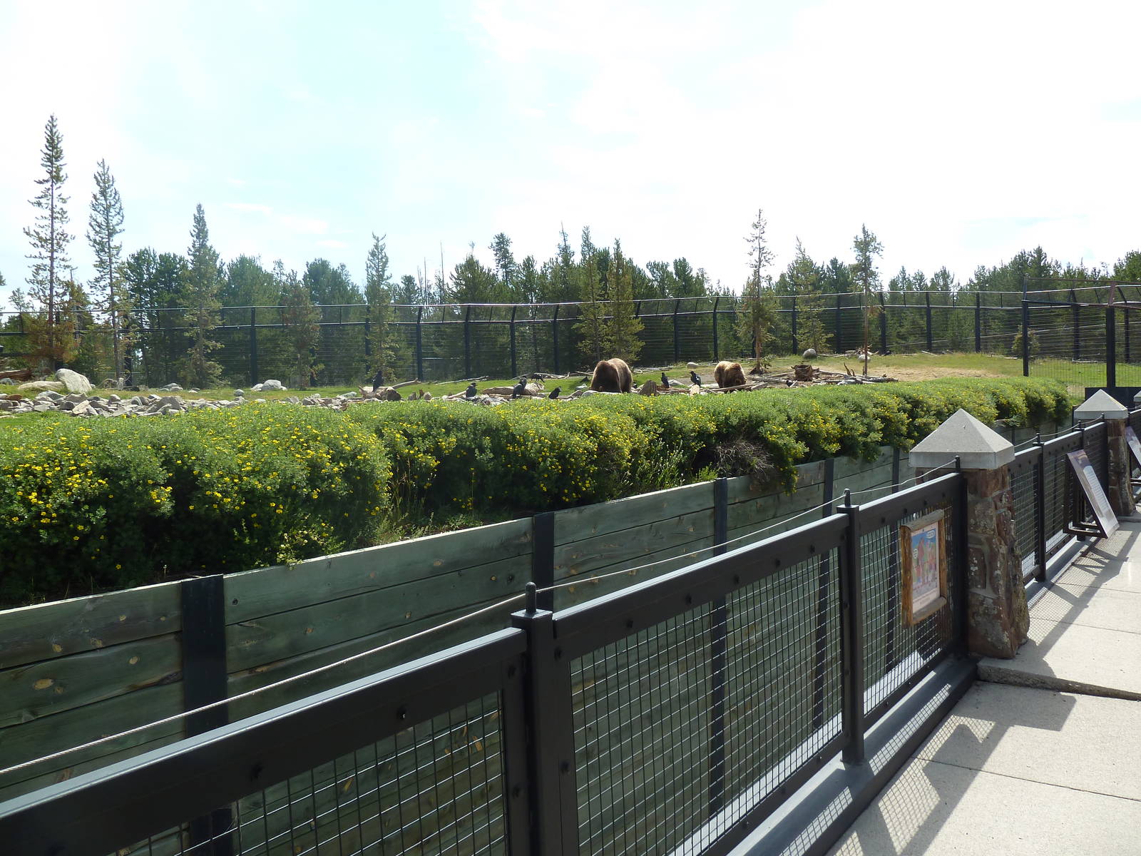 Grizzly Bear Exhibit