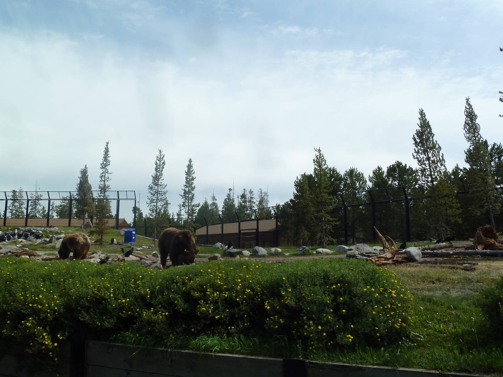 Grizzly Bear Exhibit