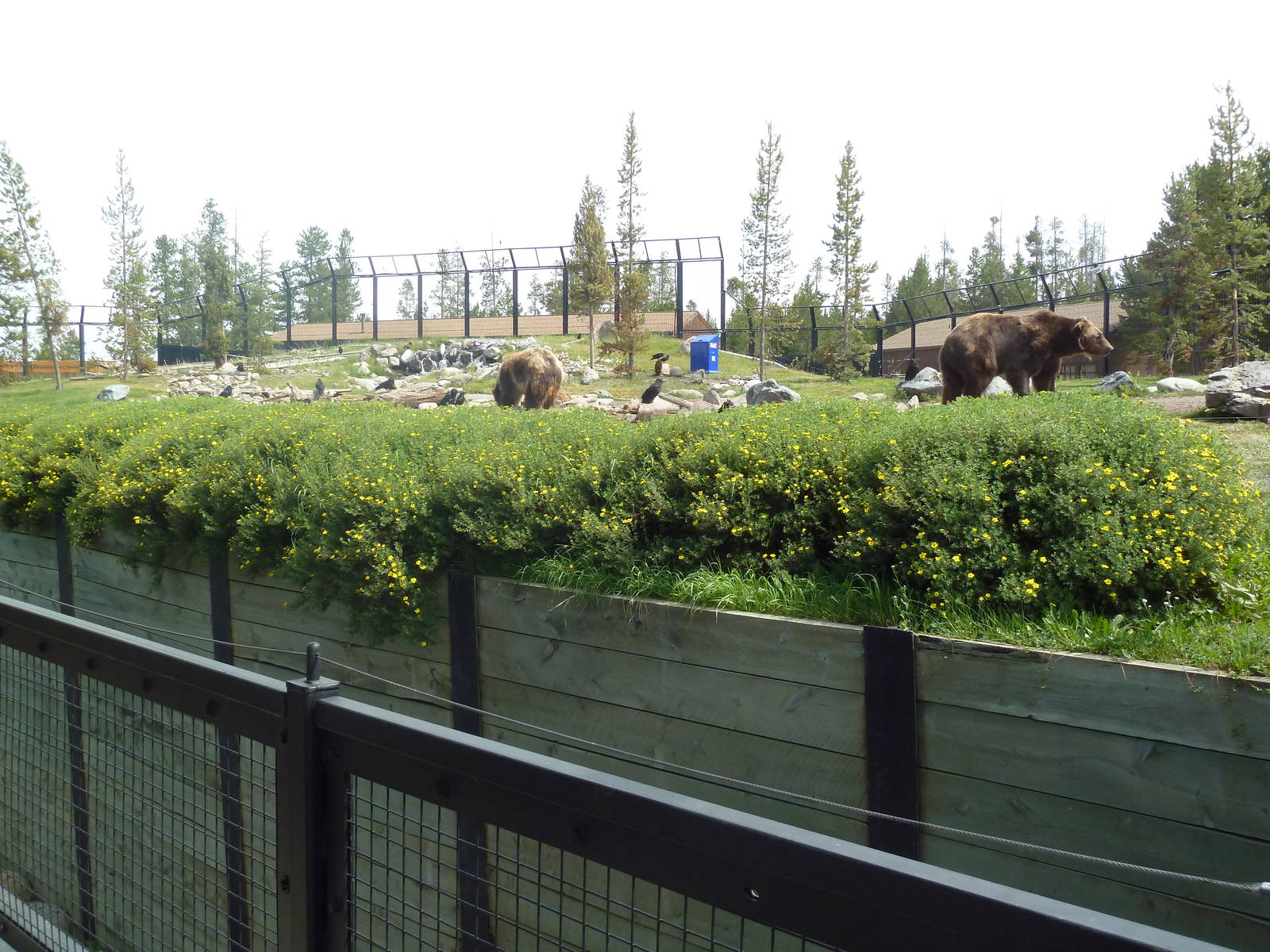 Grizzly Bear Exhibit
